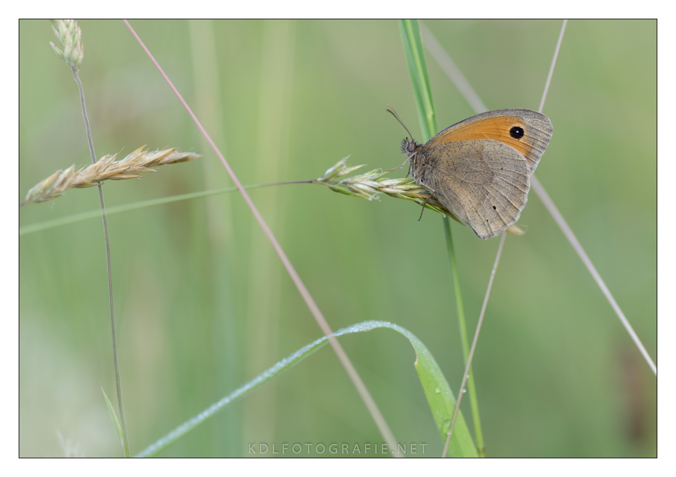 Prato marrone (Maniola jurtina)