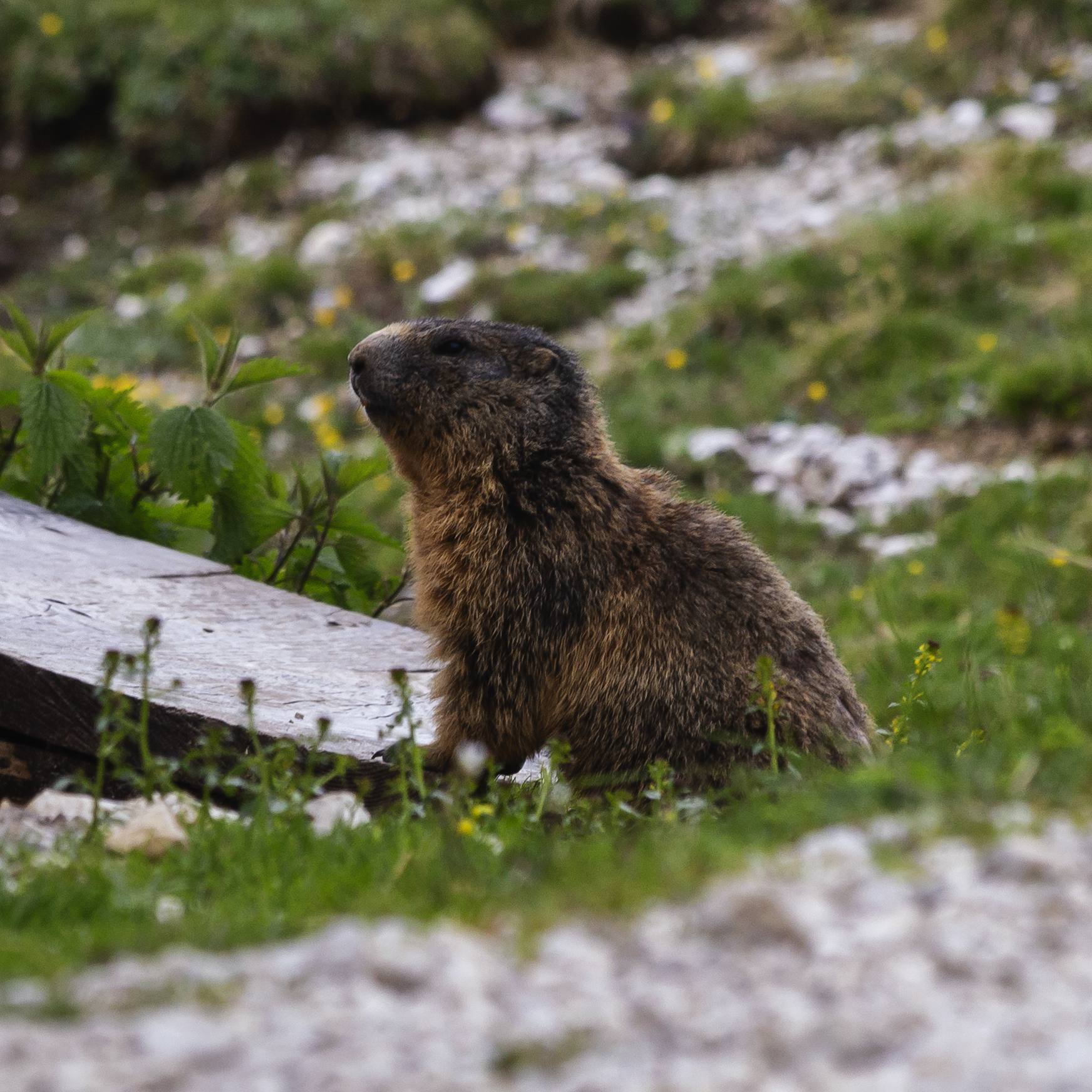 Marmotta