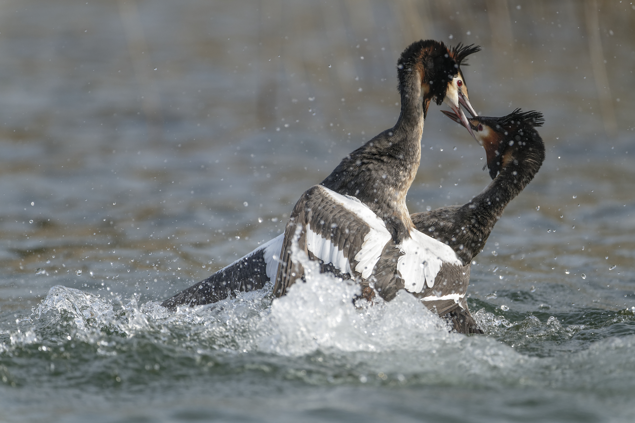 disputa territoriale