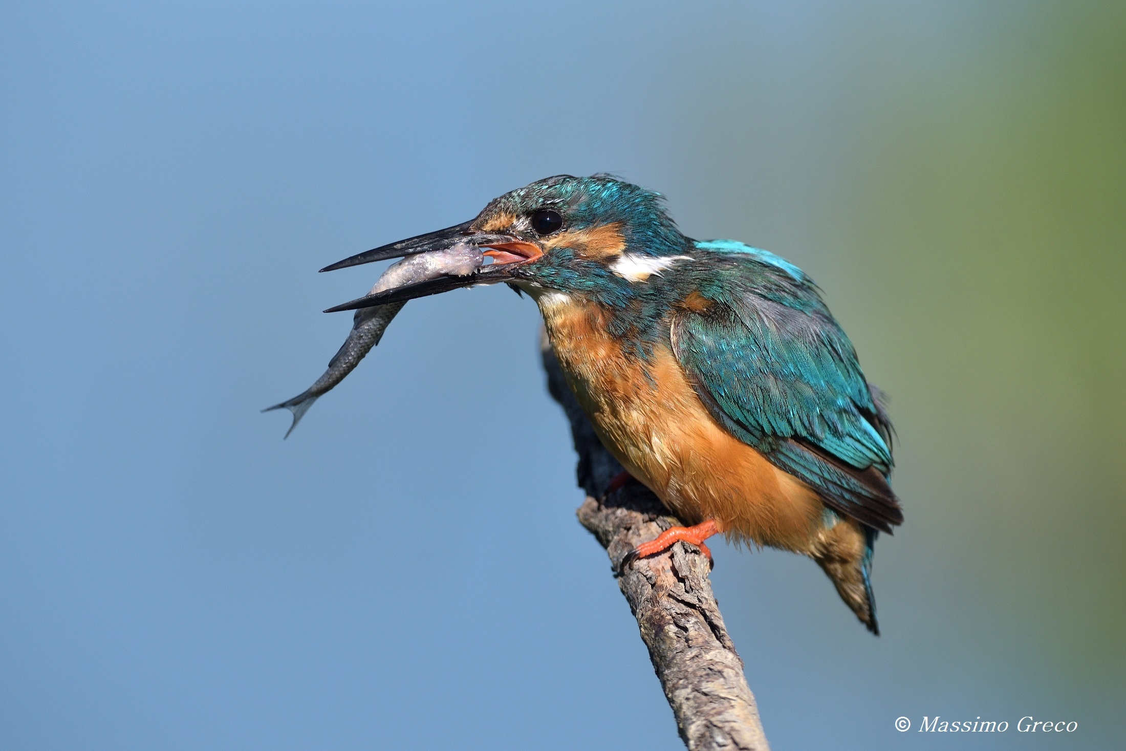 Kingfisher