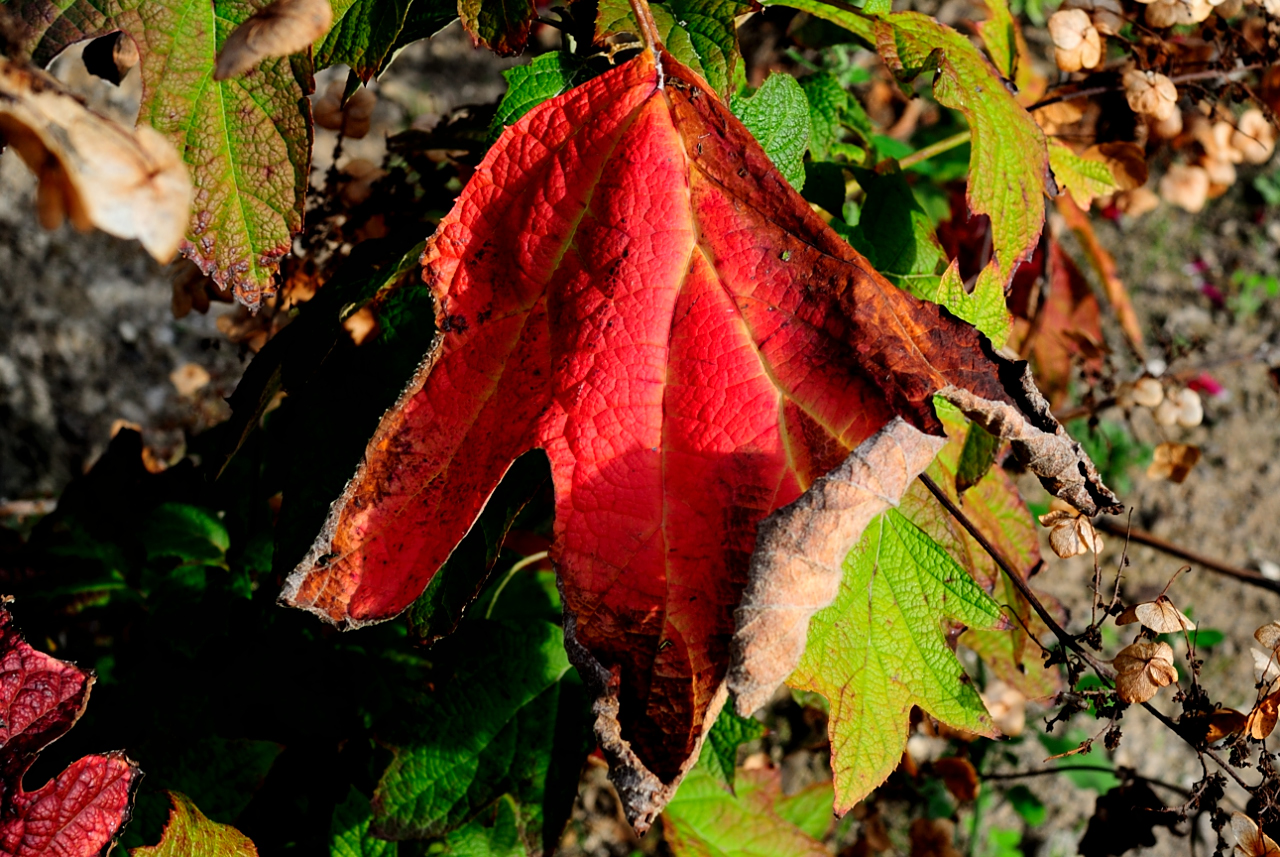 Past and future fall....