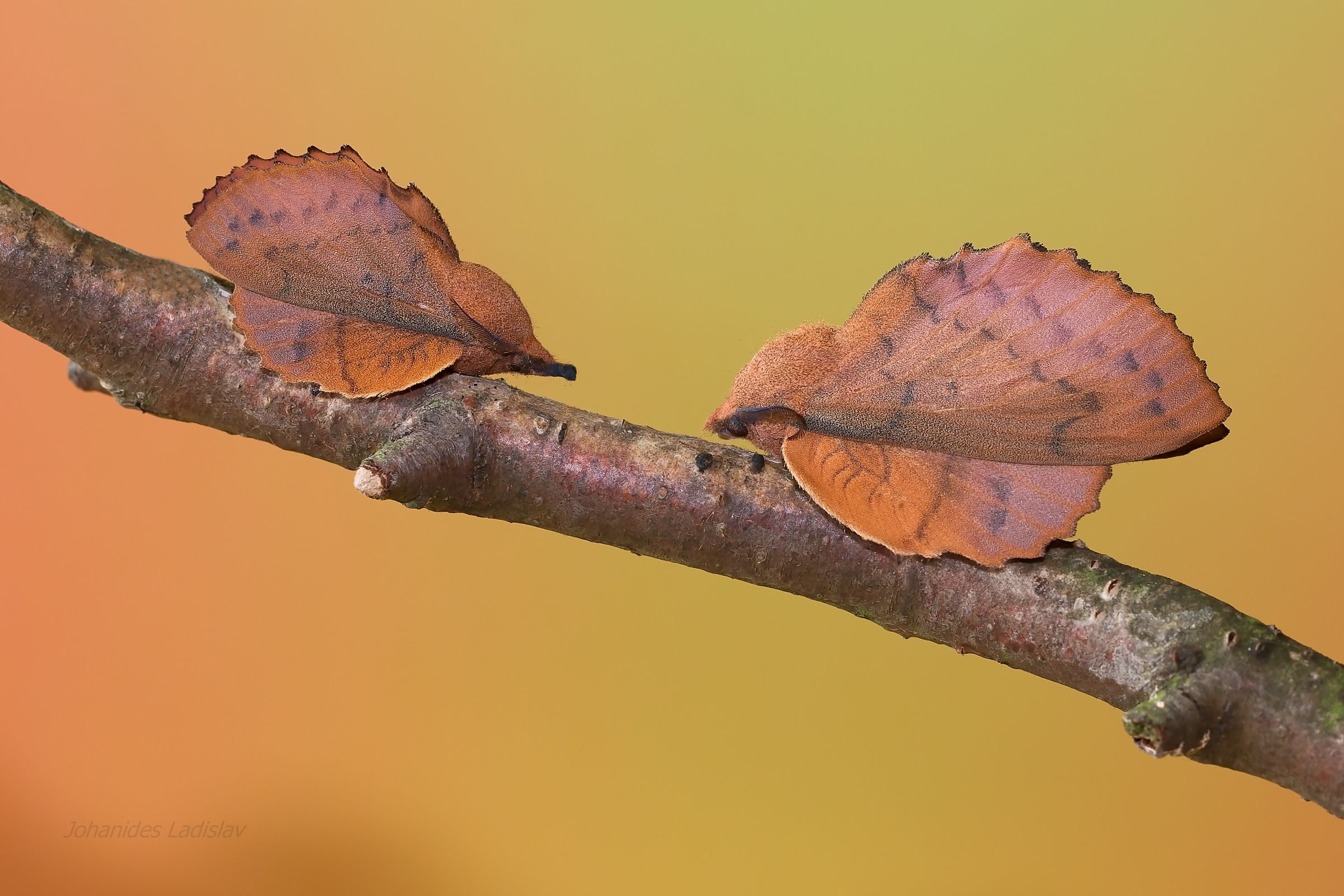 Gastropacha quercifolia