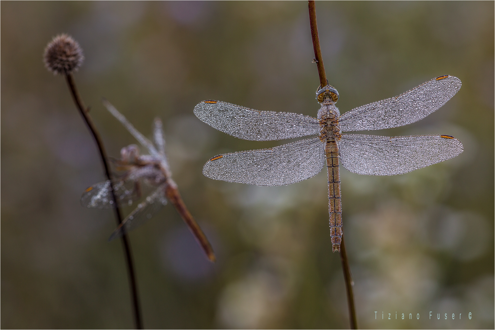 Dragonflies