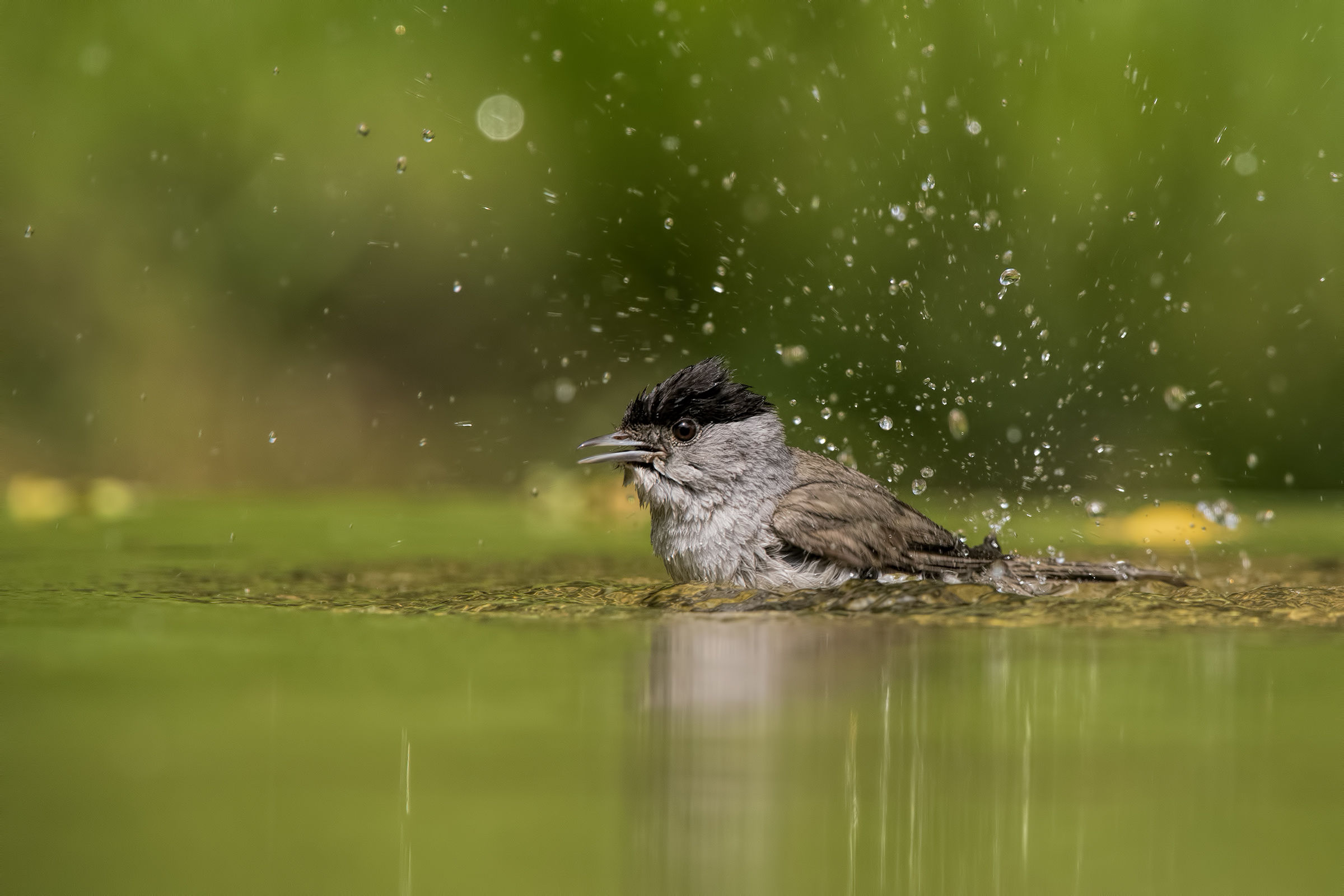 Il bagno della capinera