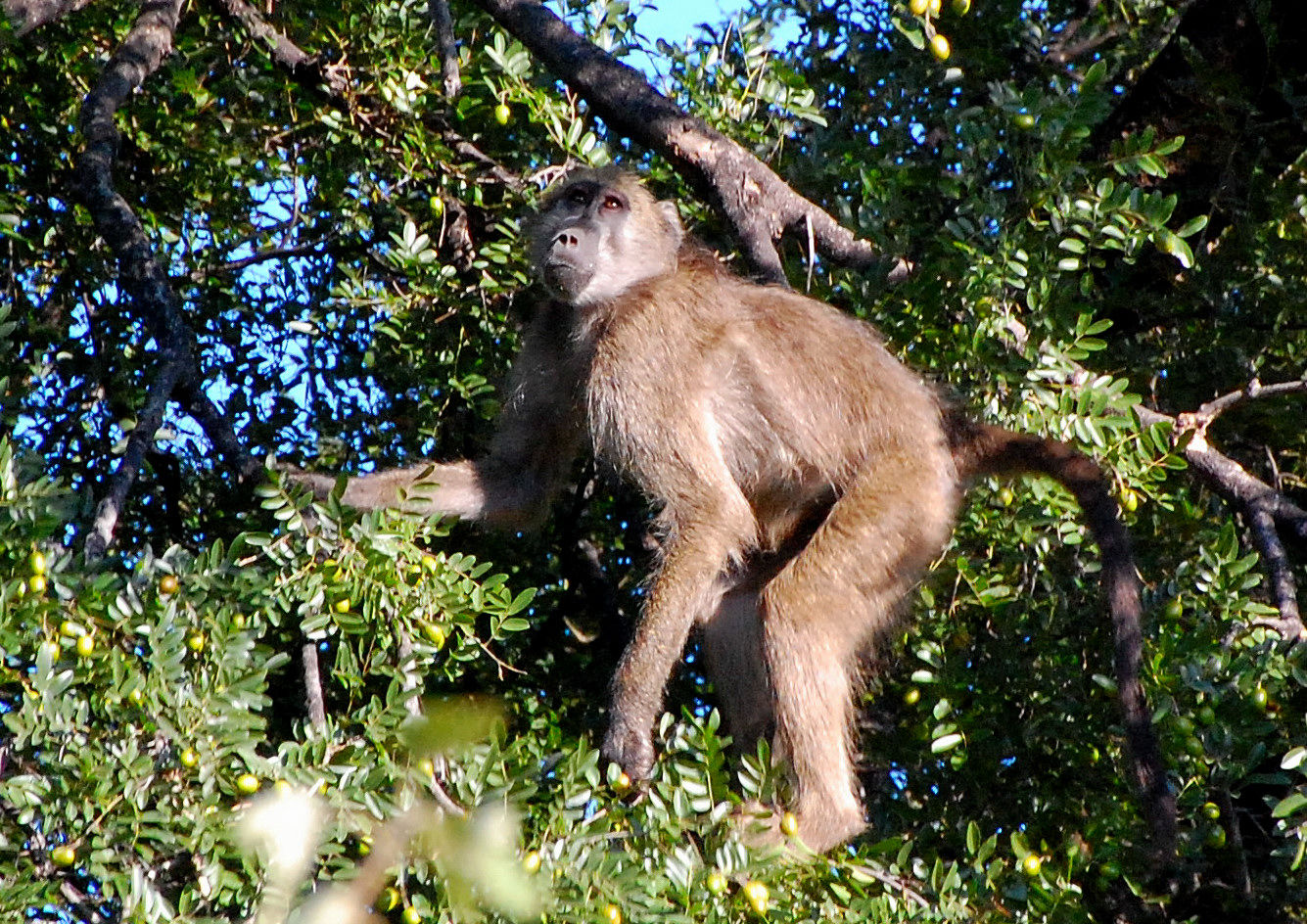 Botswana-Makgadikgadi Nat. Park: Baboon Breakfast