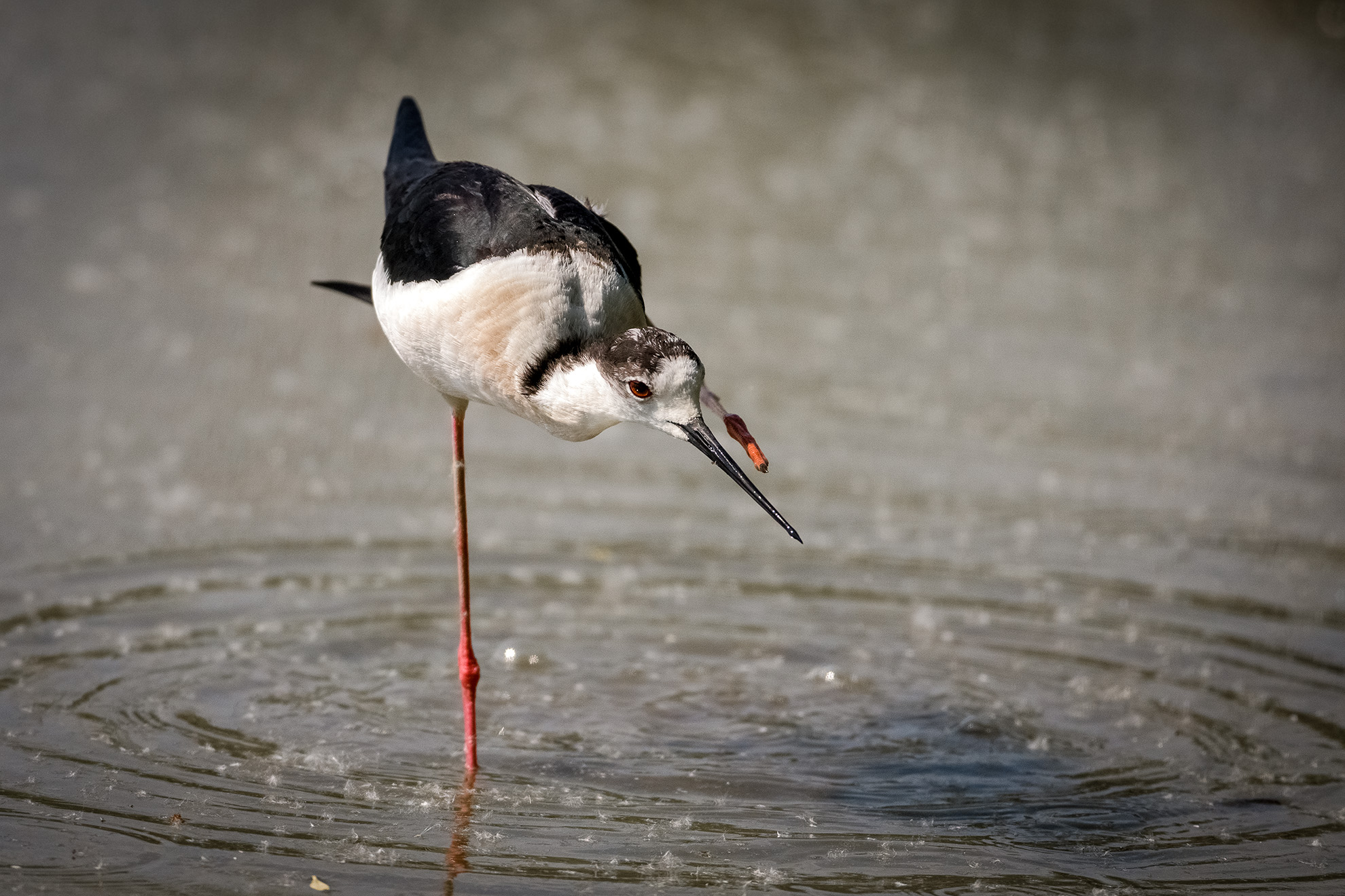La danza del cavaliere