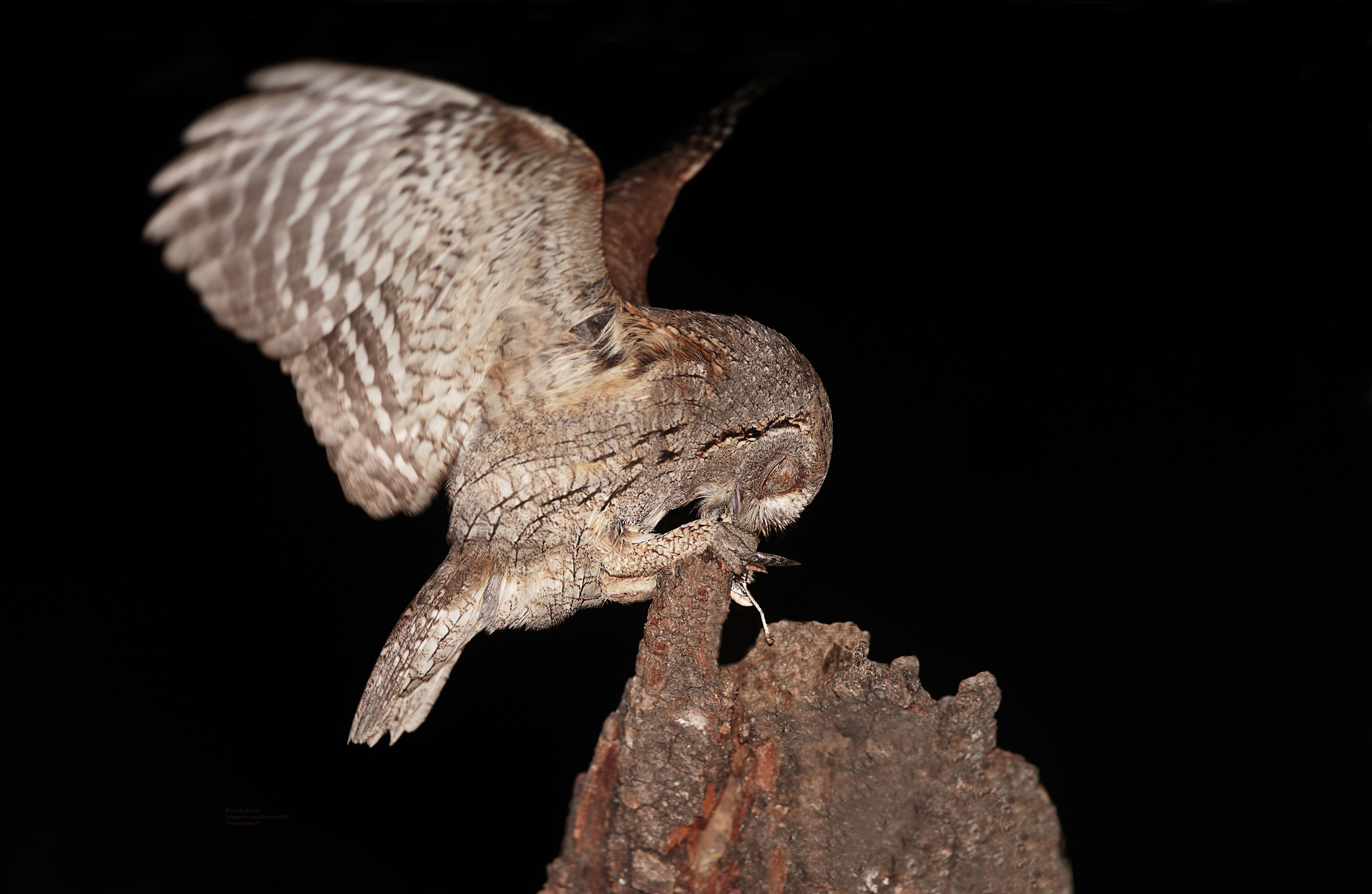 Assiolo e Cavalletta