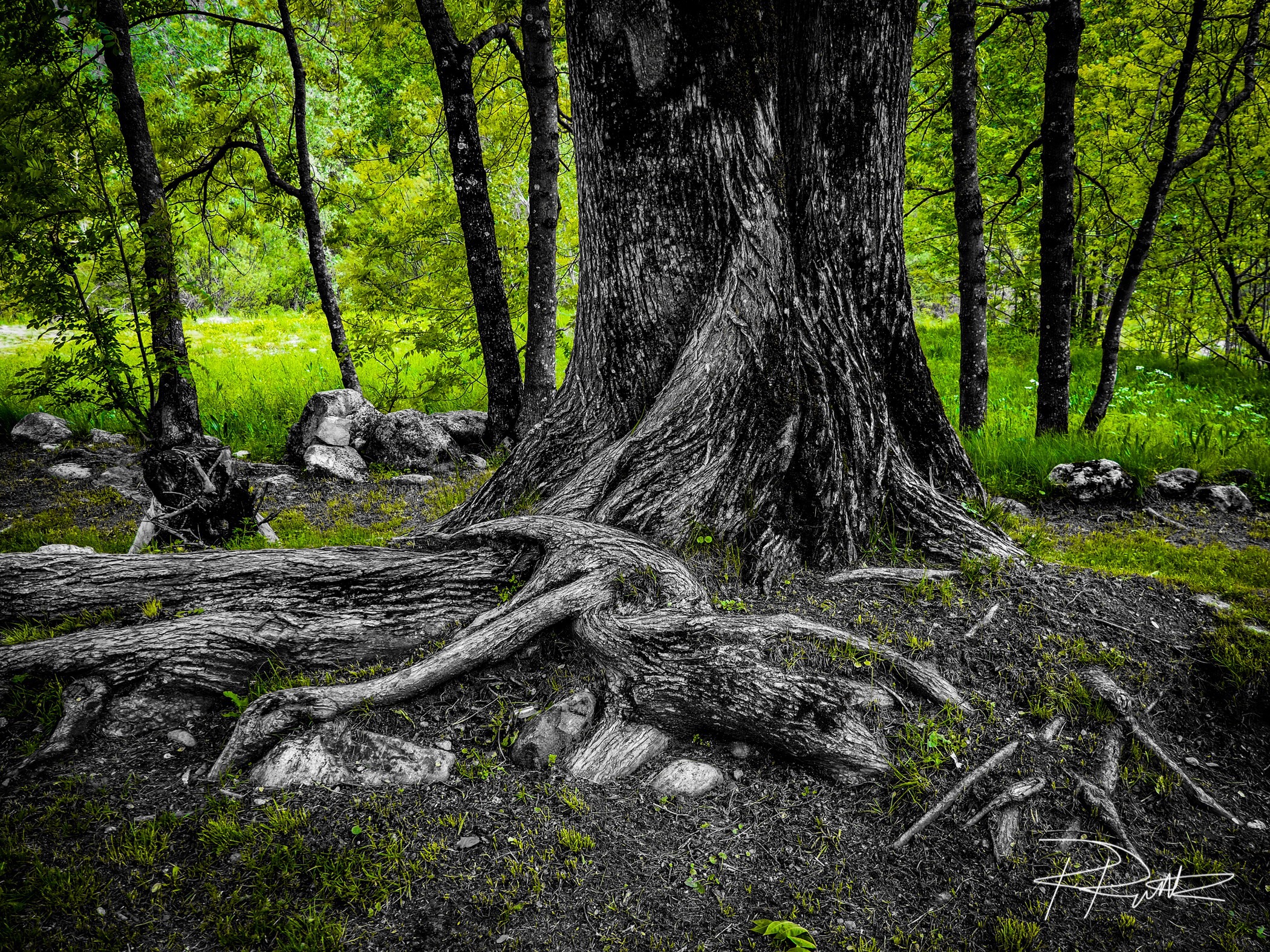 Un albero senza radici è solo un pezzo di legno..
