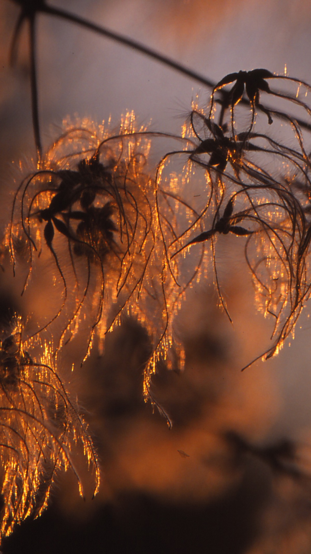 Alba riflesso .erbacea