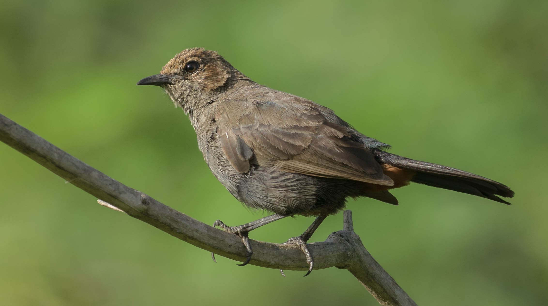 Indian robin femal