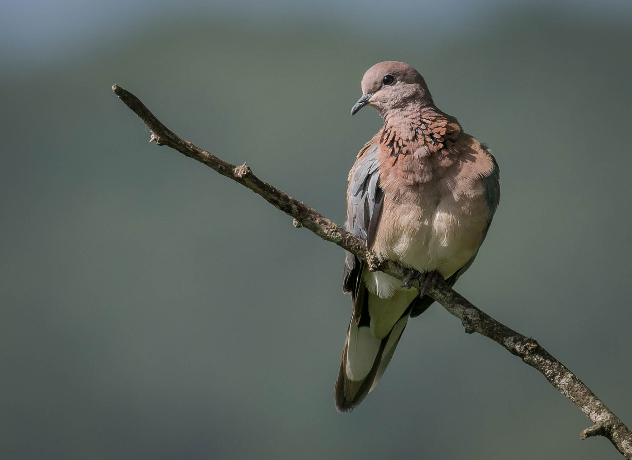 Spotted dove