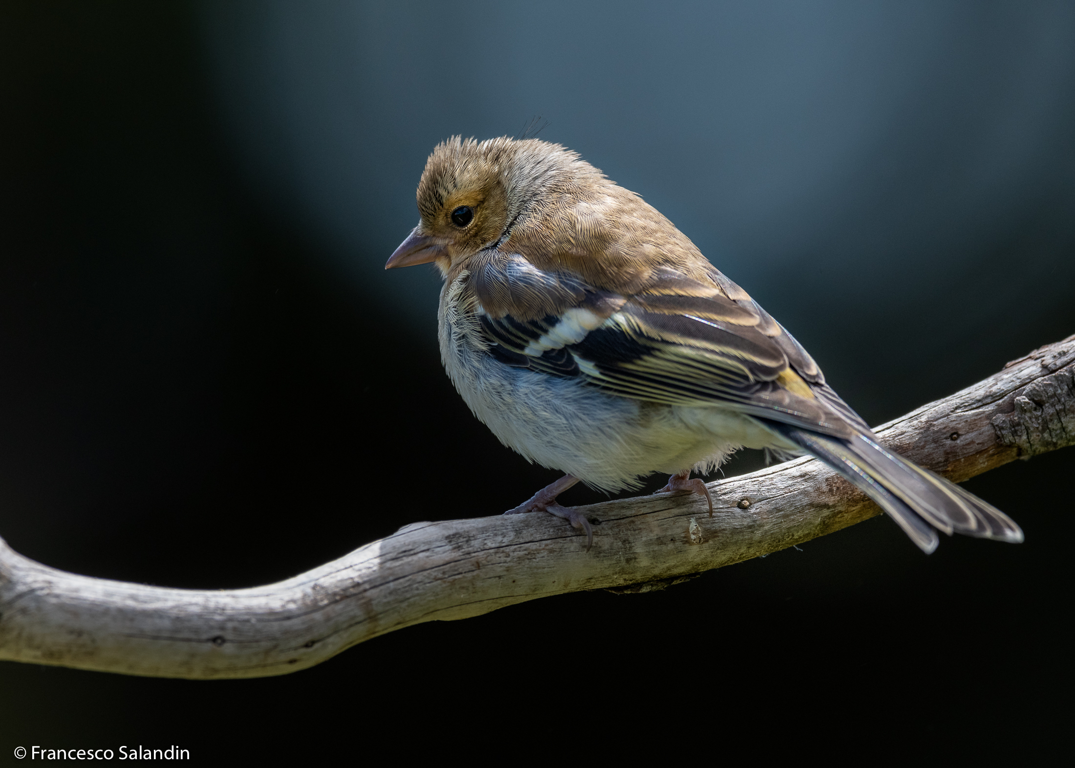 Fringuello (femmina)