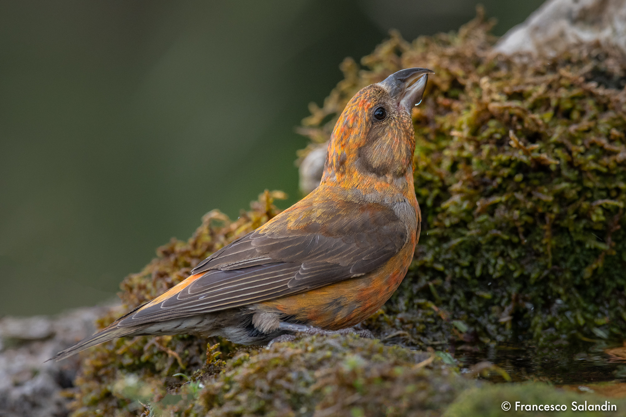 Crossbill (male)