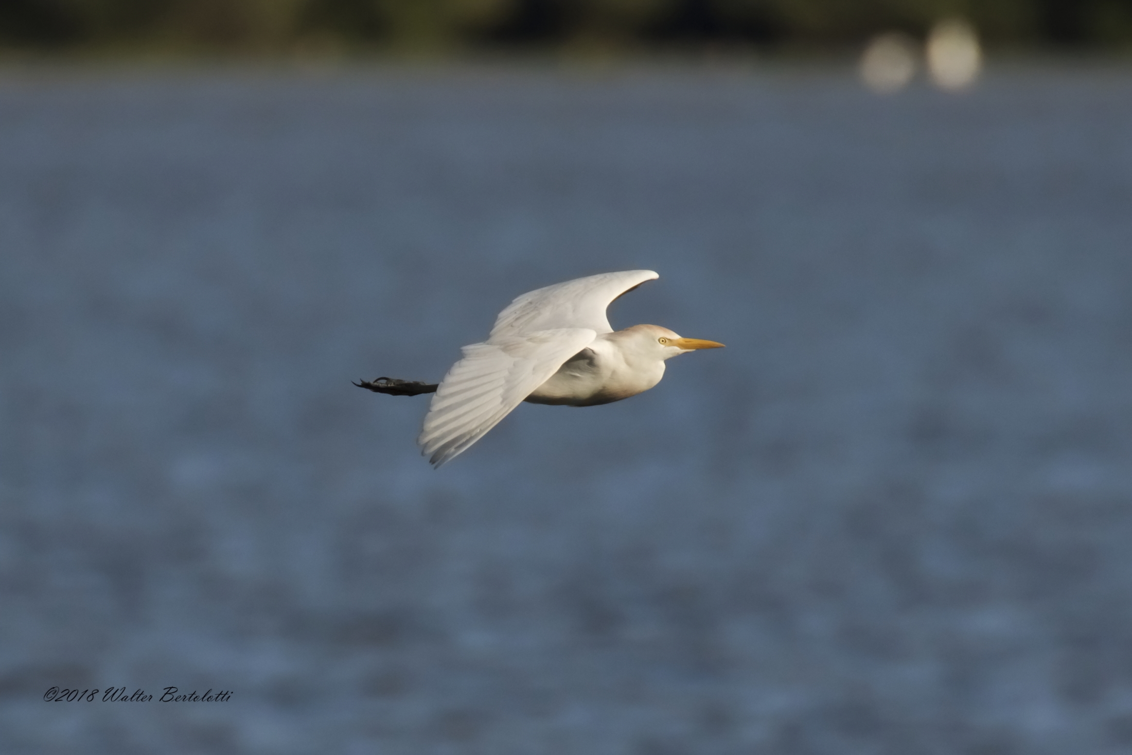 Egret