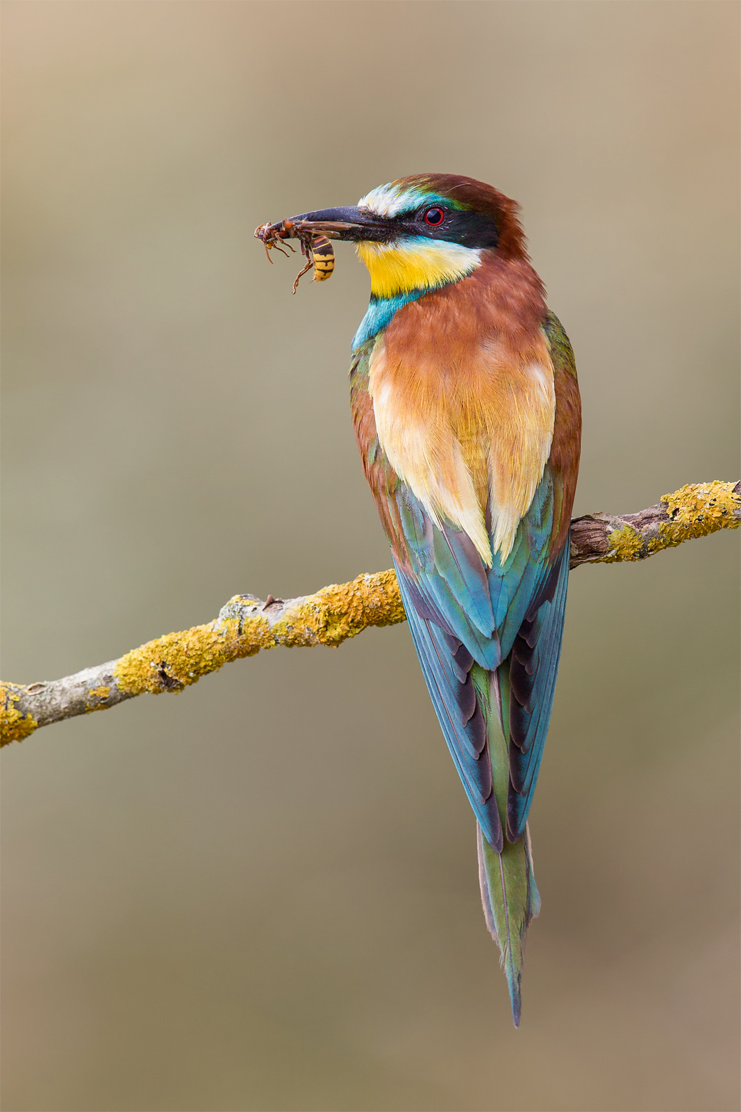 Ape-Eater europeo (Merops apiaster)