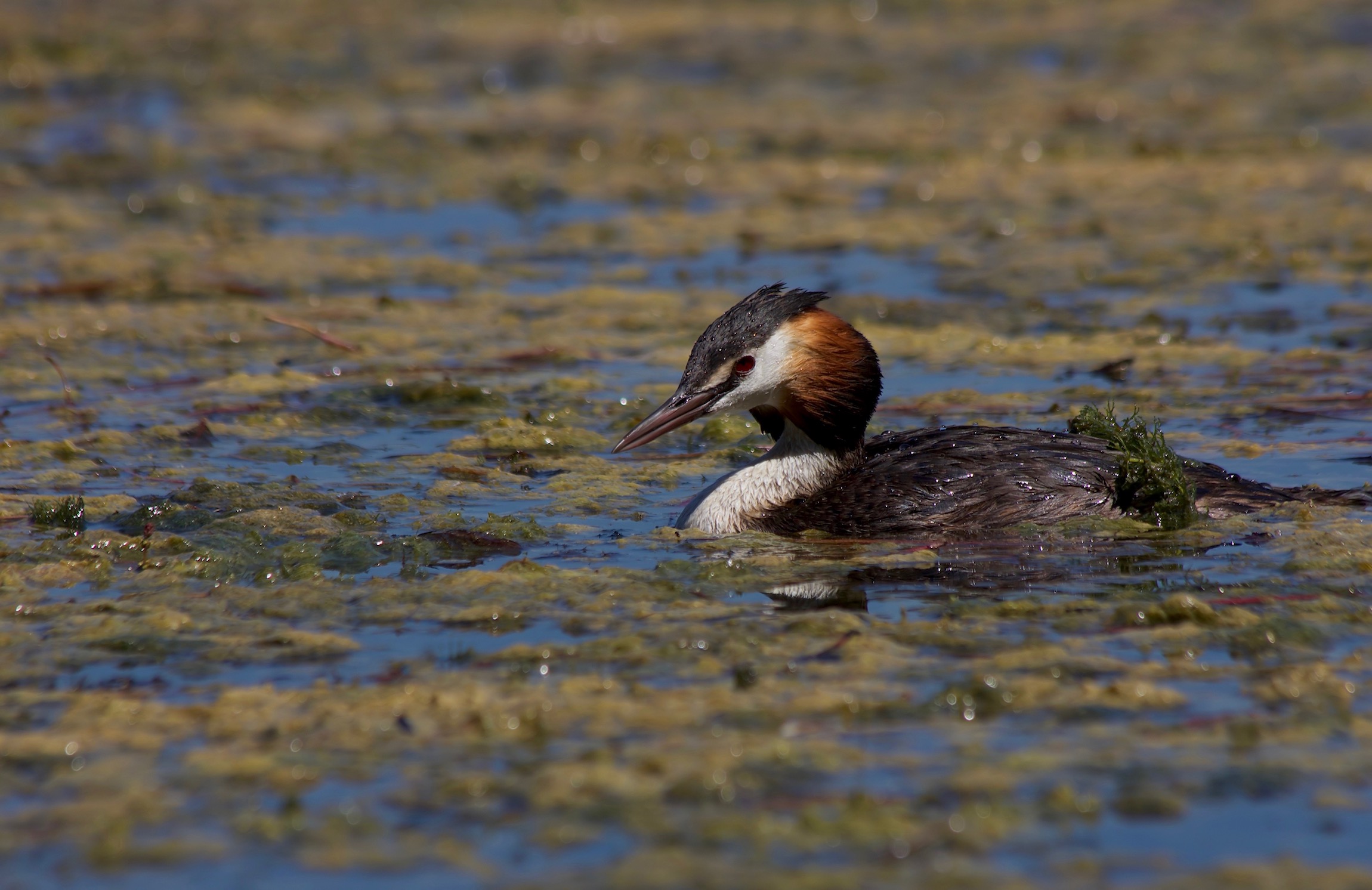 Grebe Major