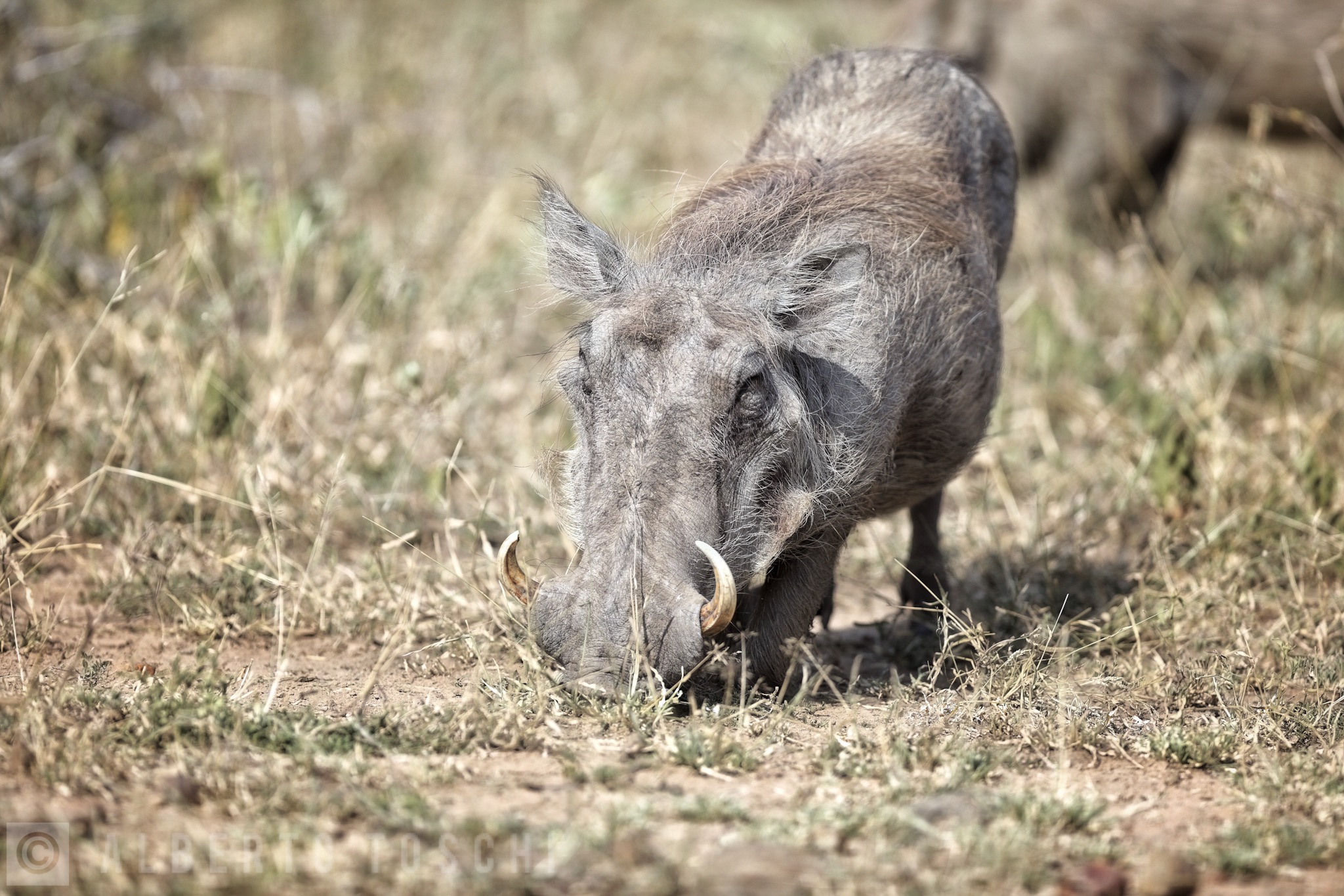 Warthog