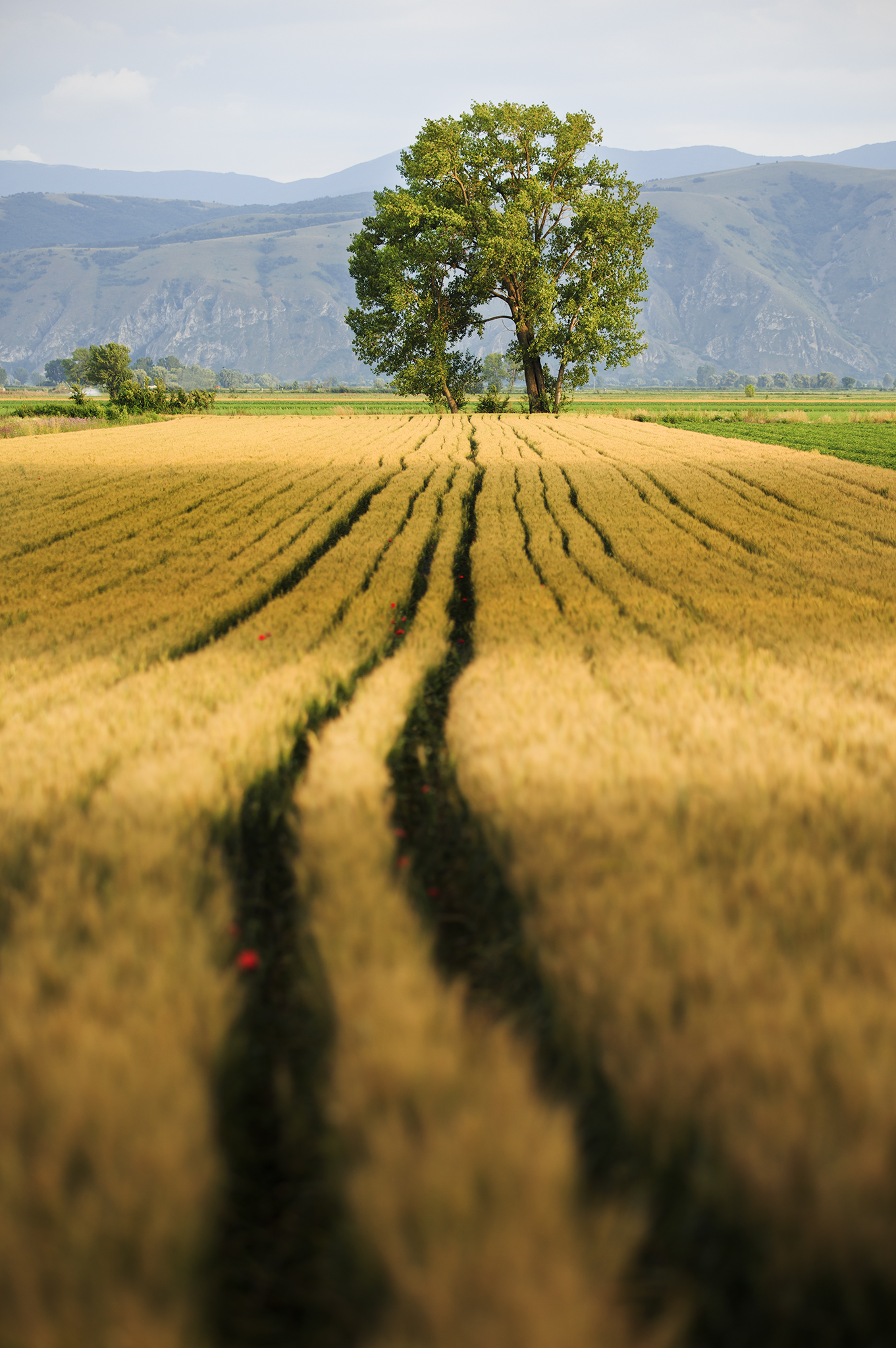 Golden Carpet in Fucino:)