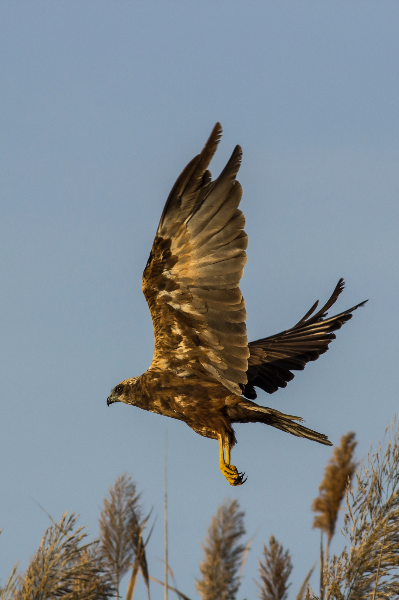 Il Falco di Palude 2...