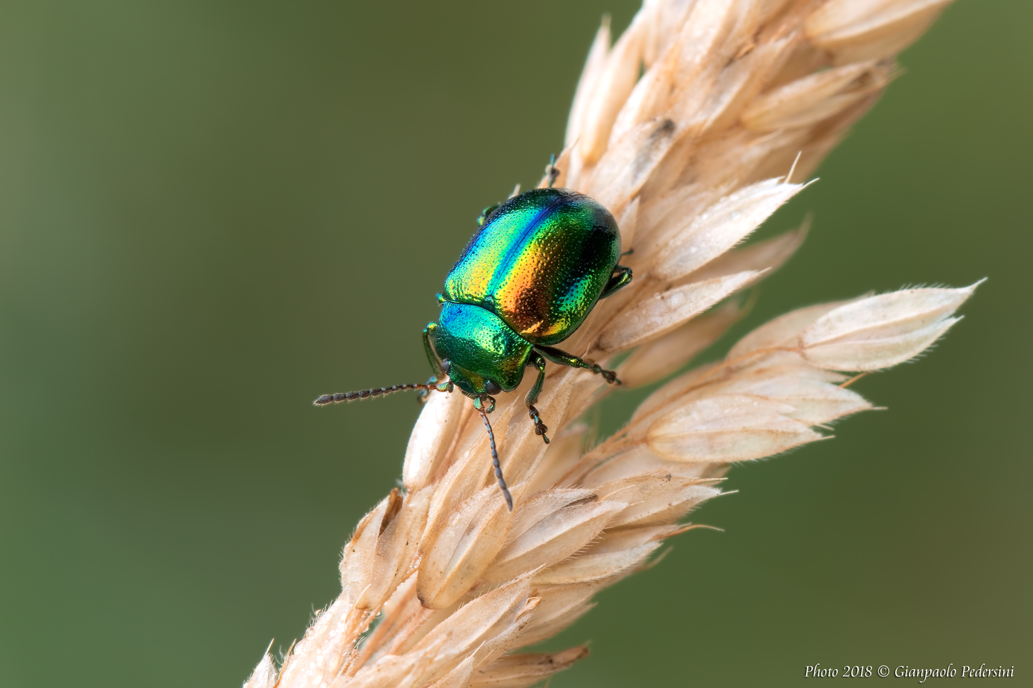 Chrysolina fastuosa
