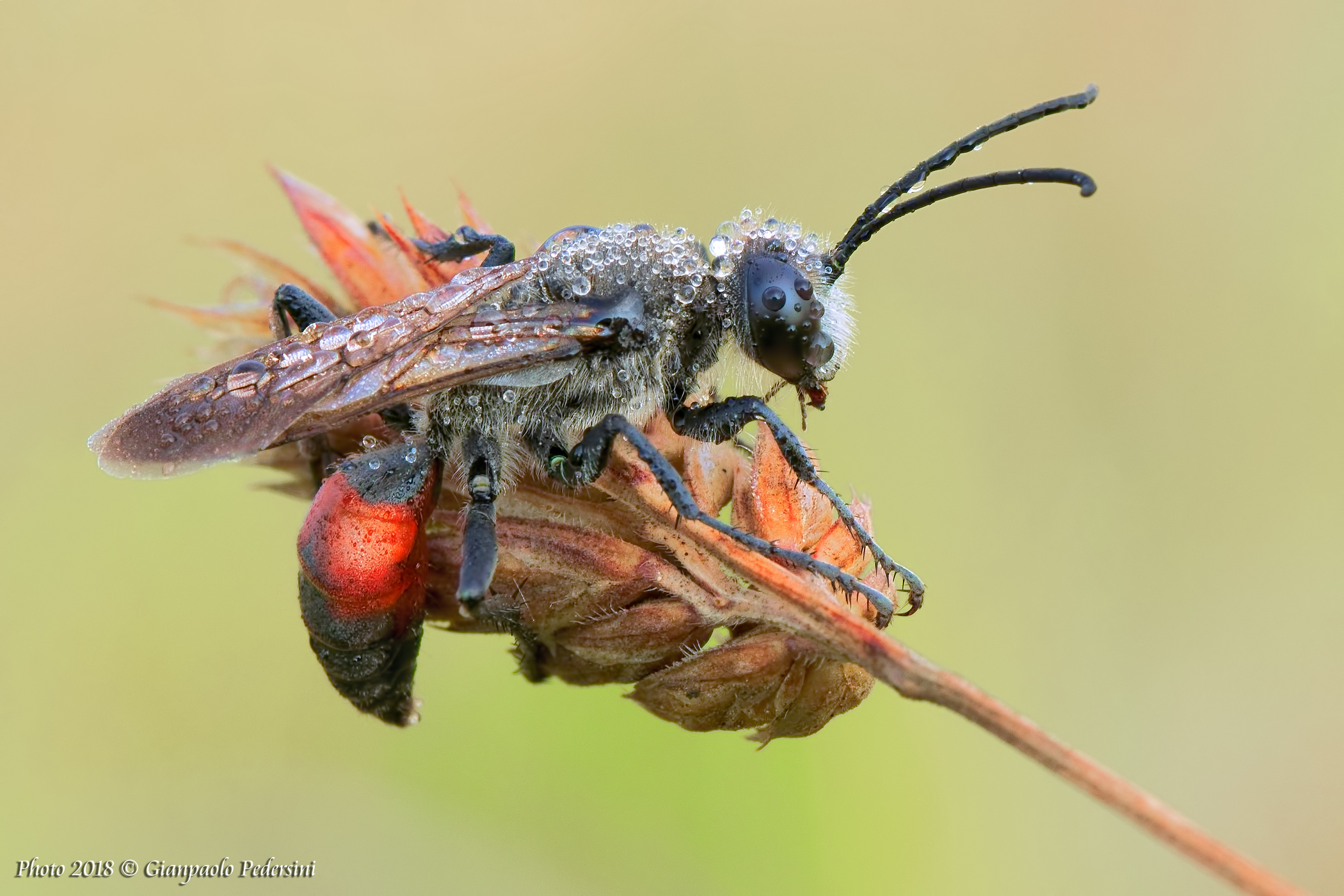 Sphex sp. - Sphecidae