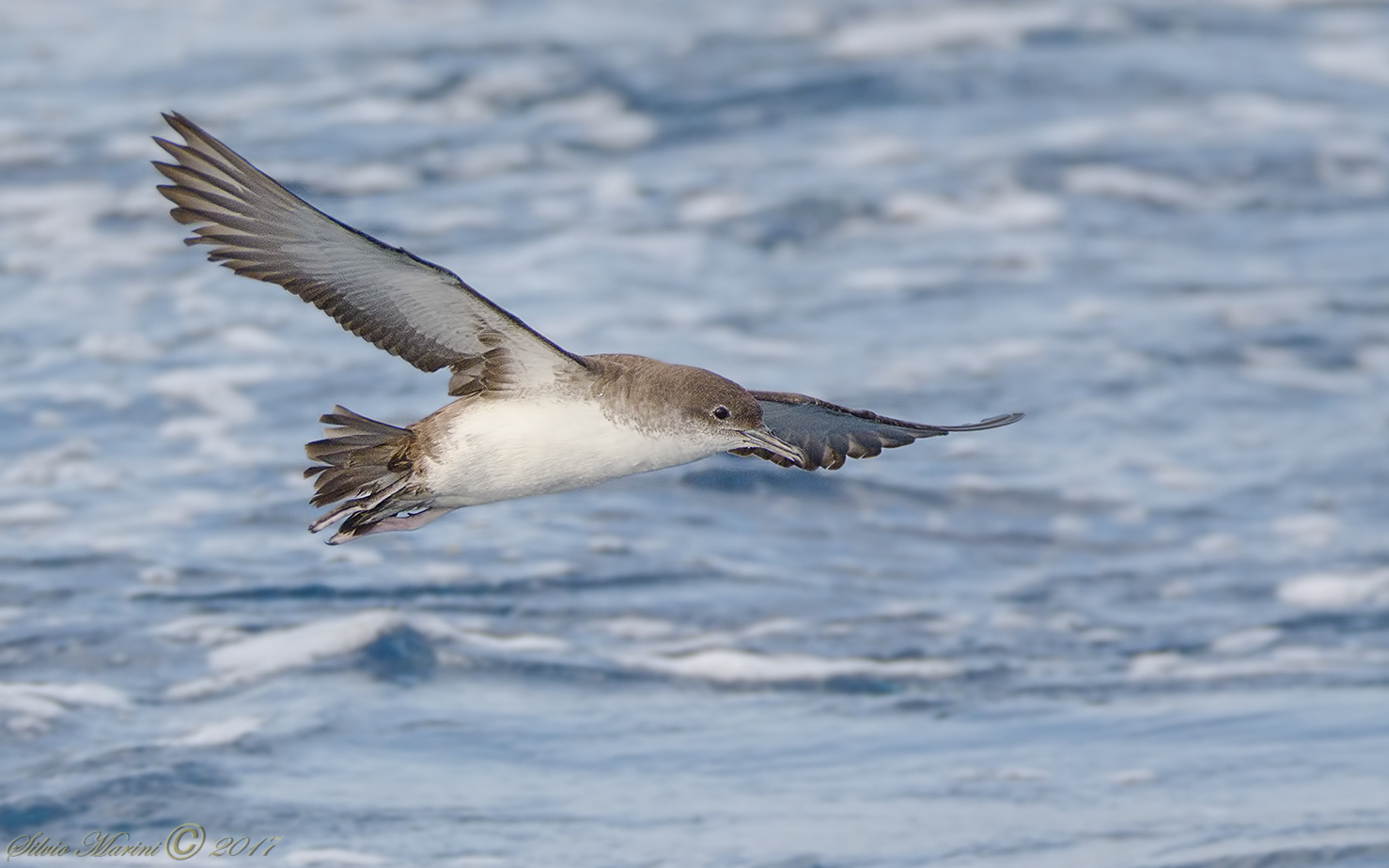 Berta minore ( Puffinus yelkouan)