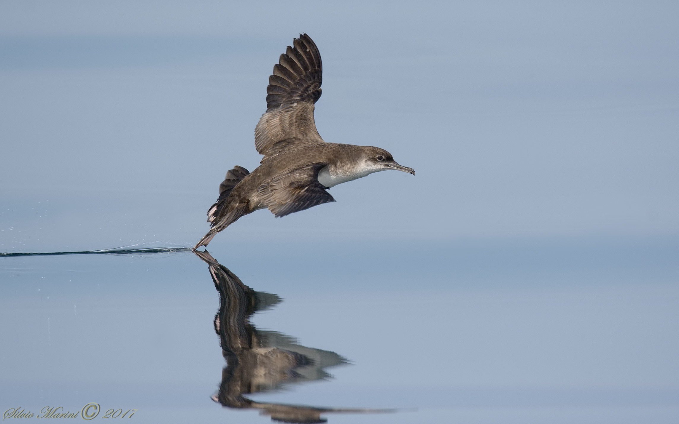 Berta minore ( Puffinus yelkouan)