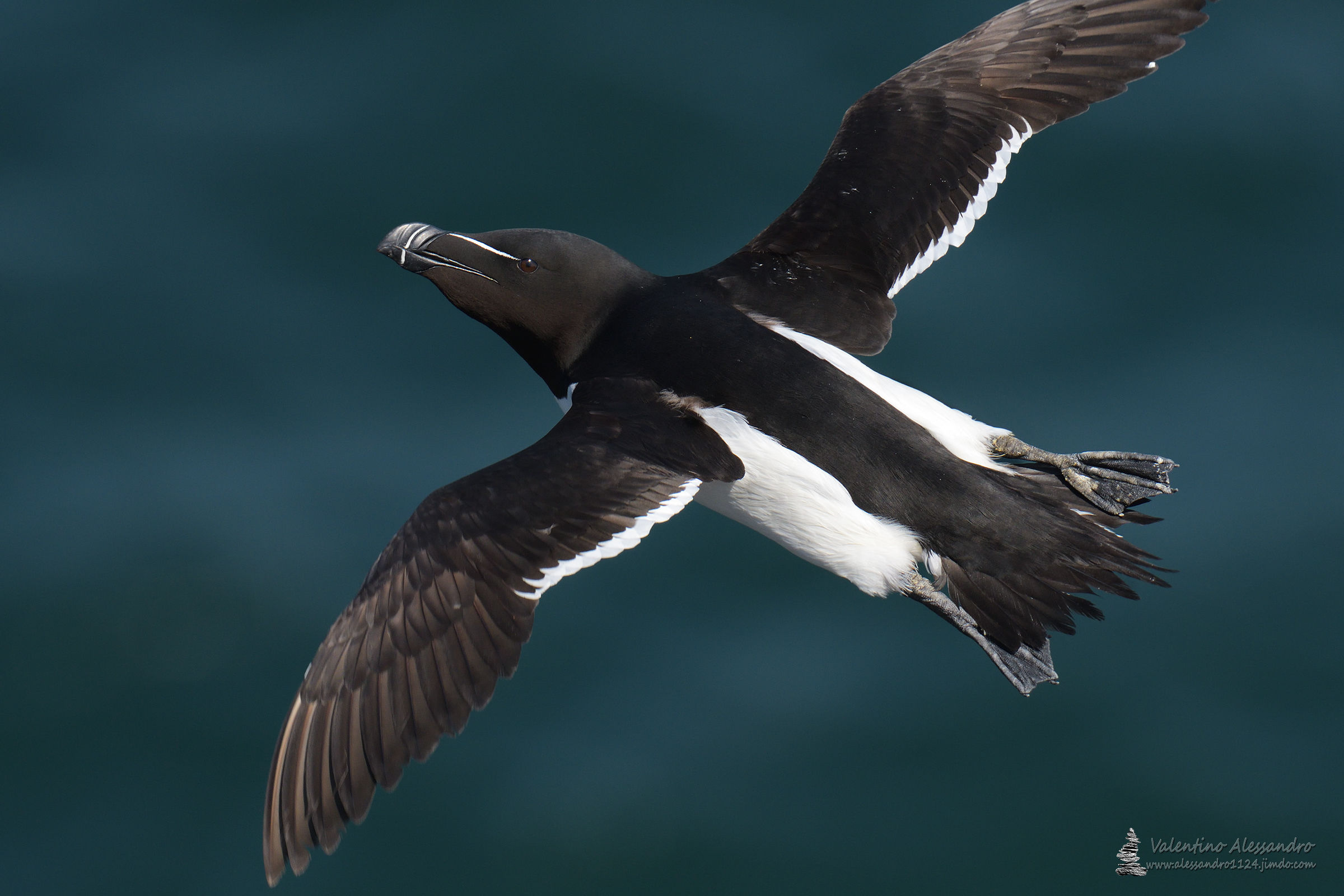 Razorbill in volo