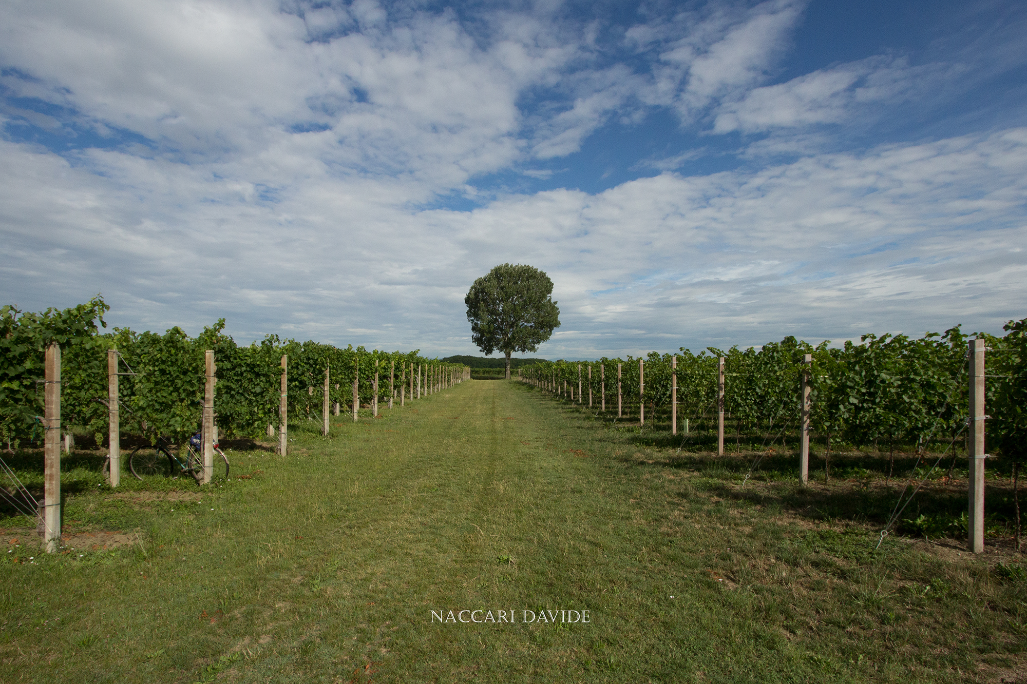 The Keeper of the vineyard