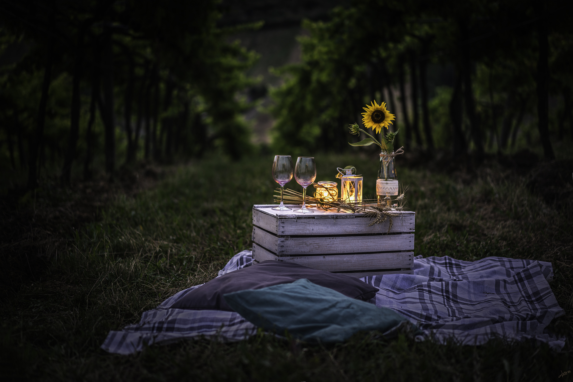 Sunsets in the Vineyard