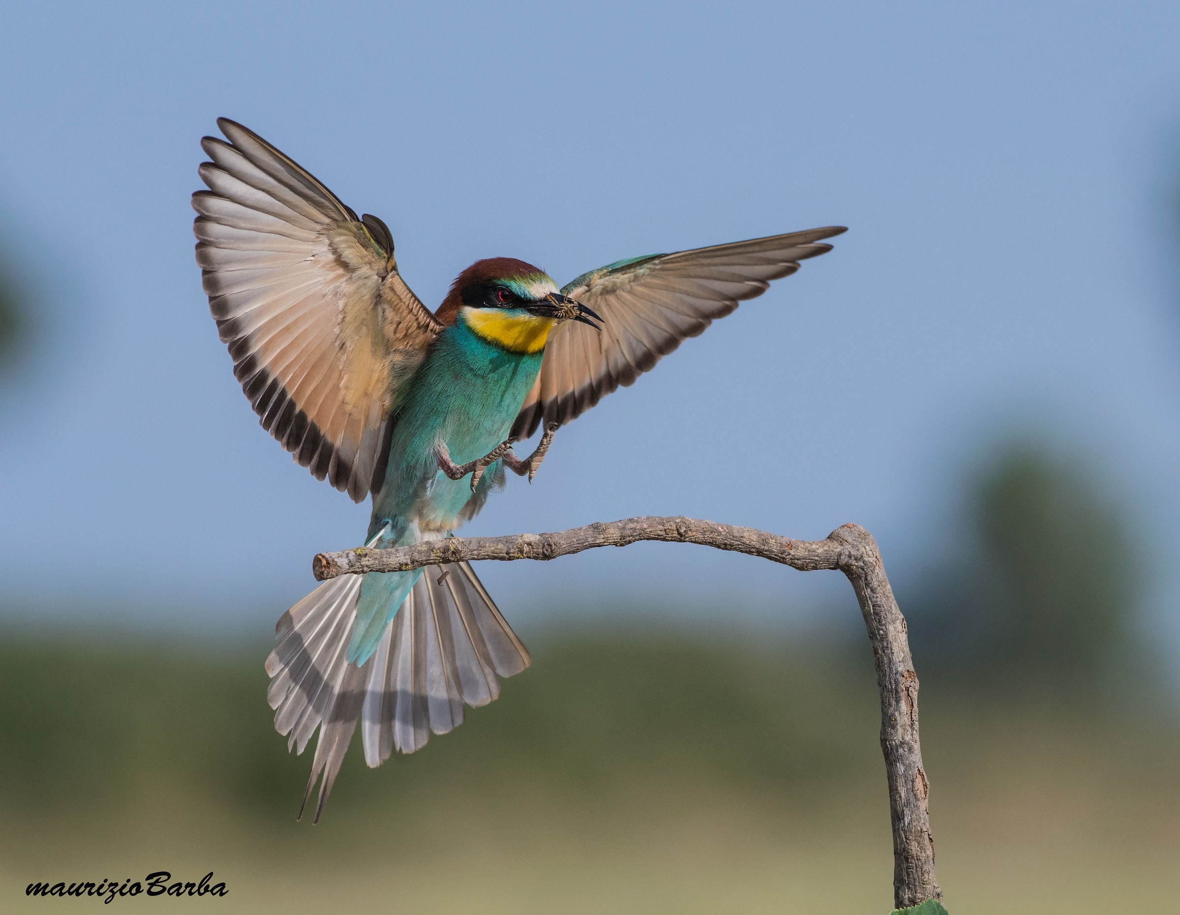 Bee-eater