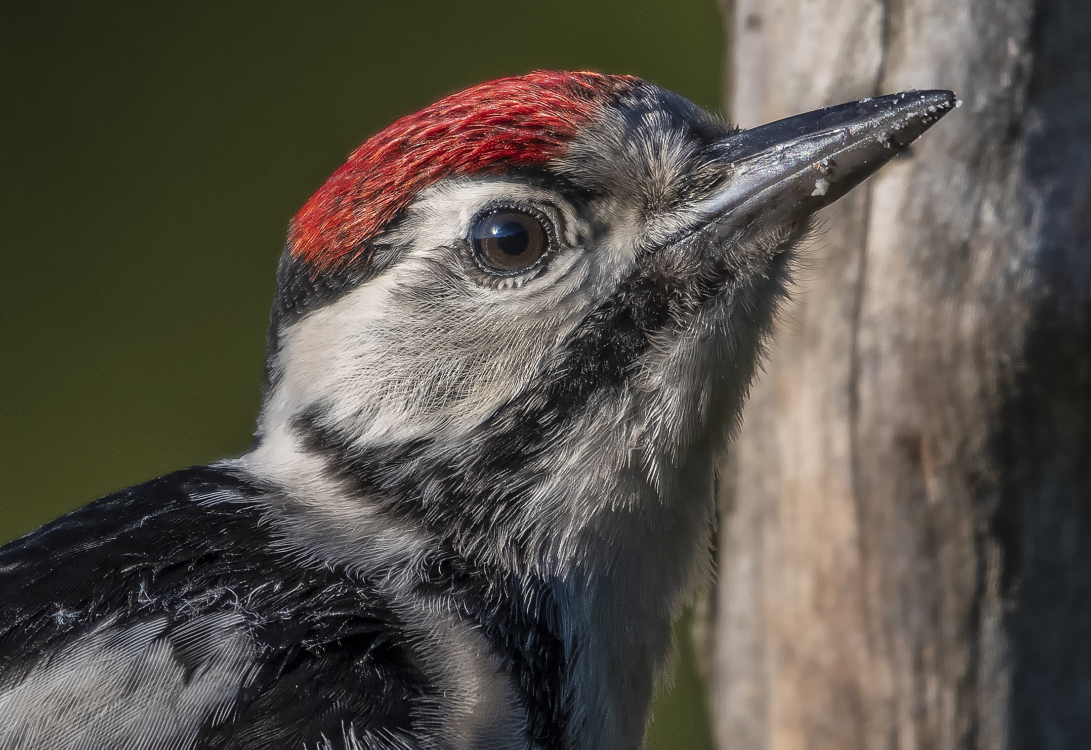 Particular Red Woodpecker