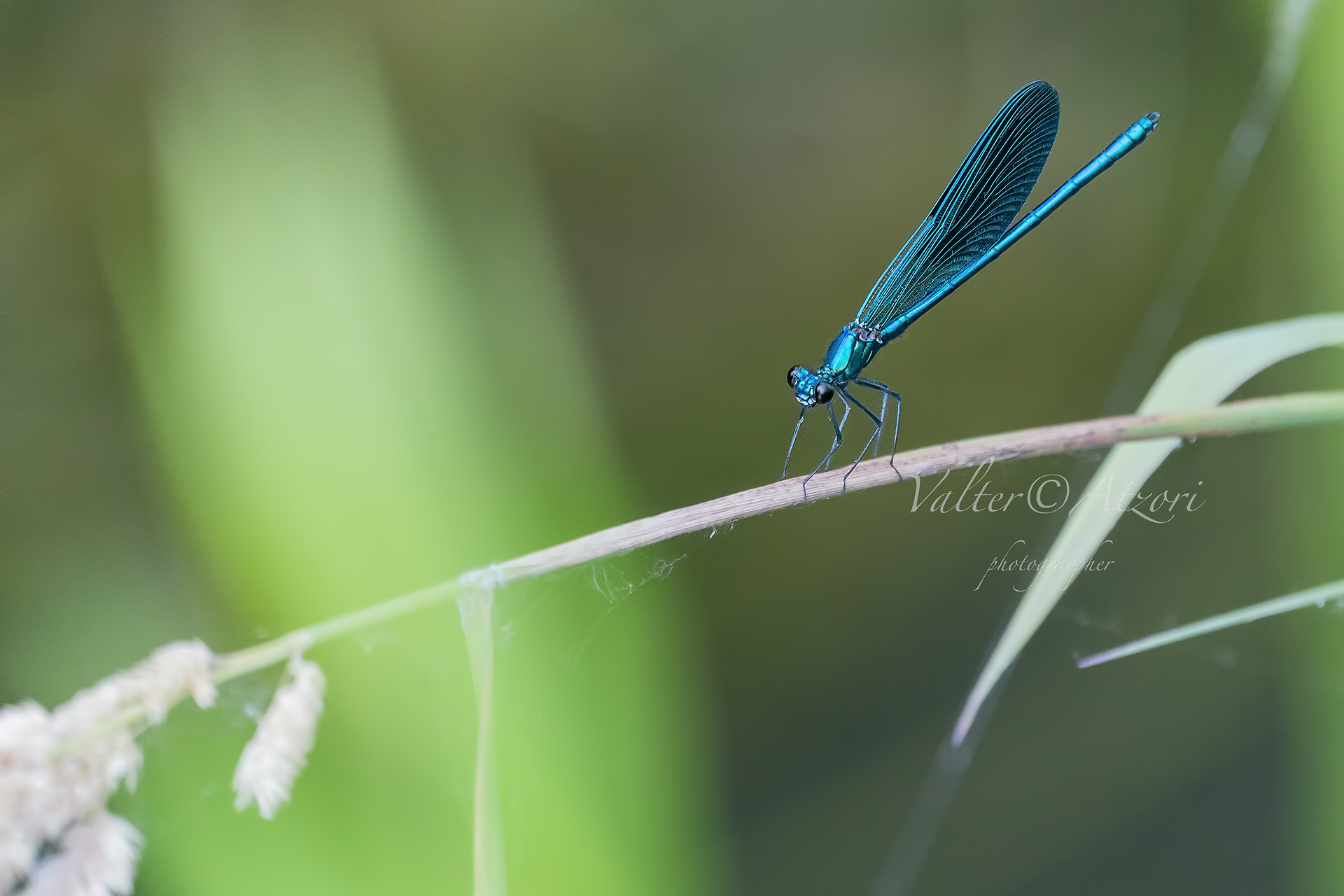 Blue Bridesmaid