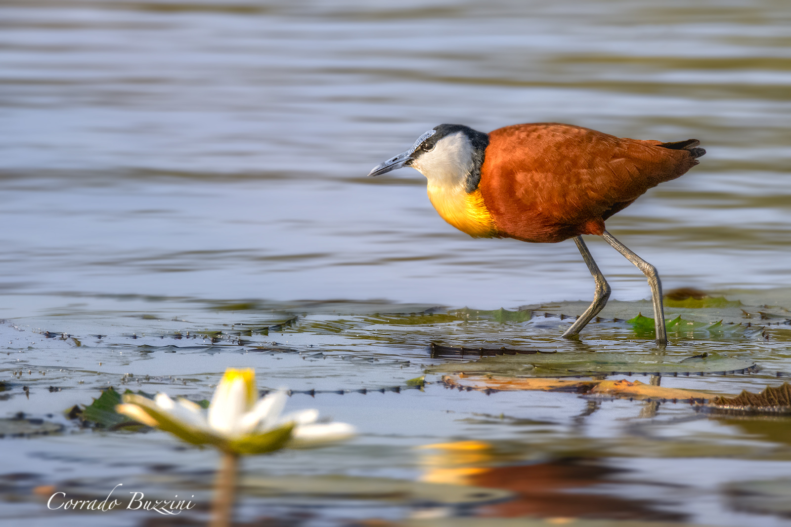 African Jacana