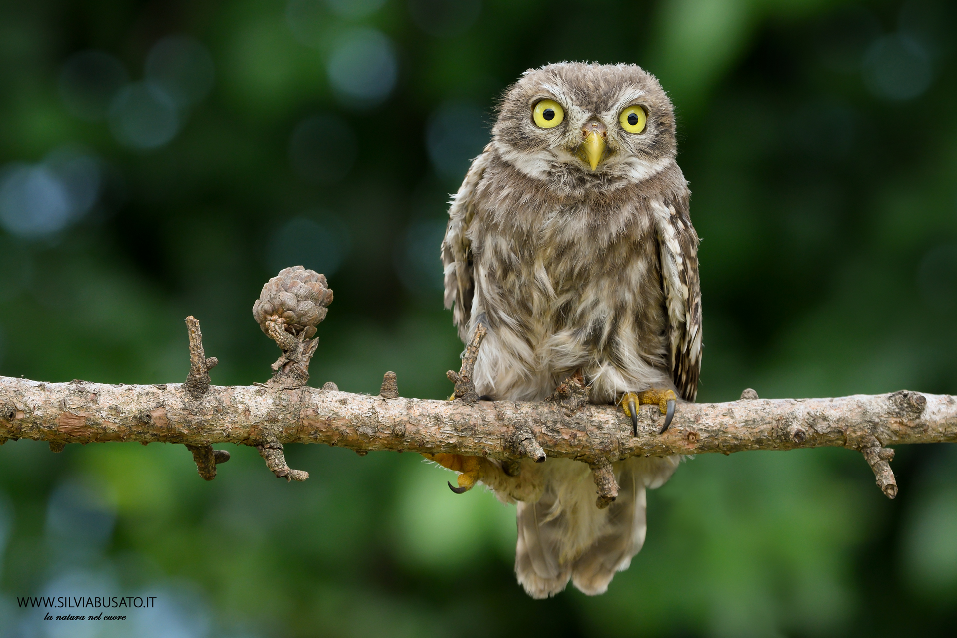 Owl Pullo-the first flight!