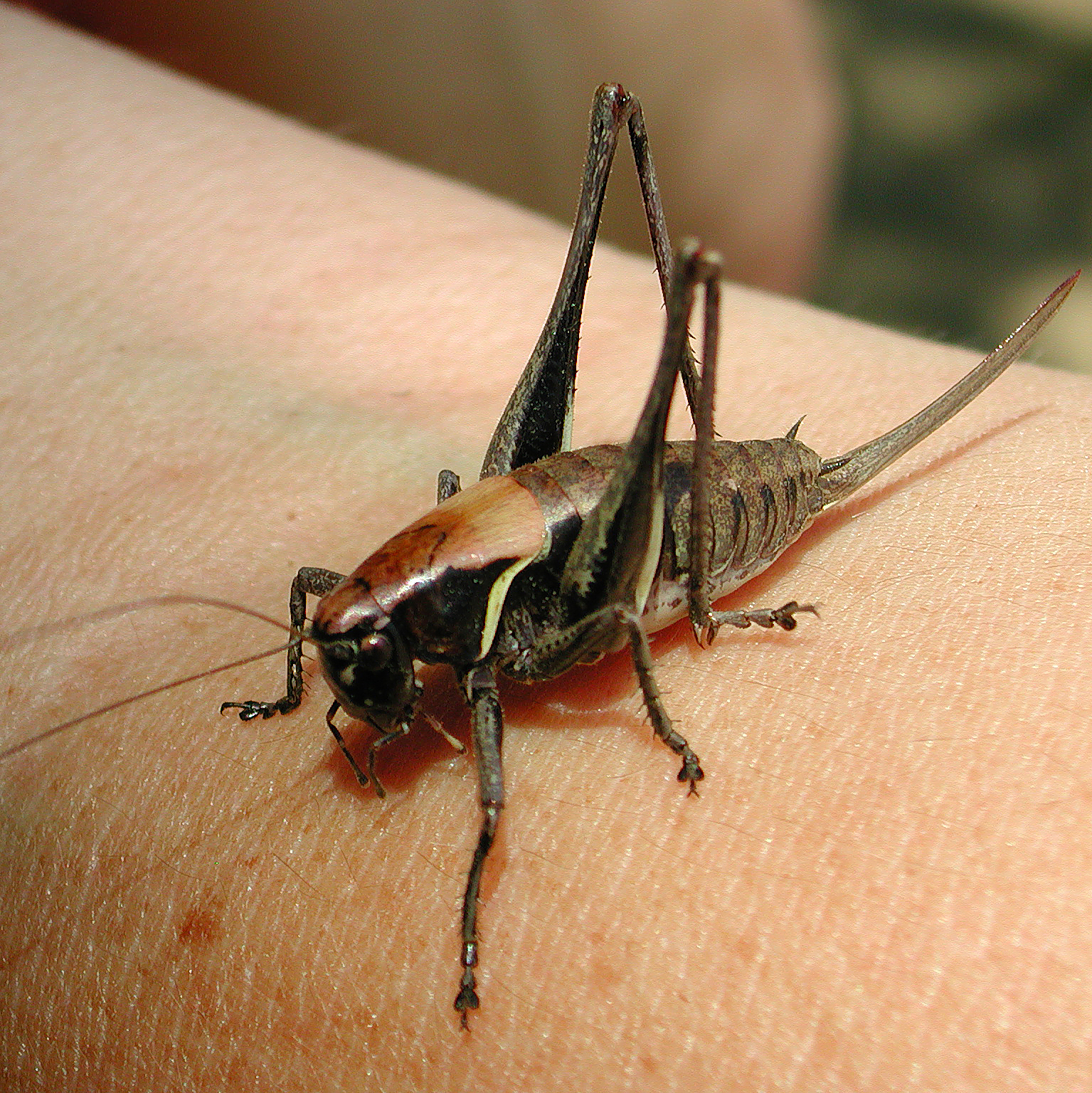 Grasshoper in the hand