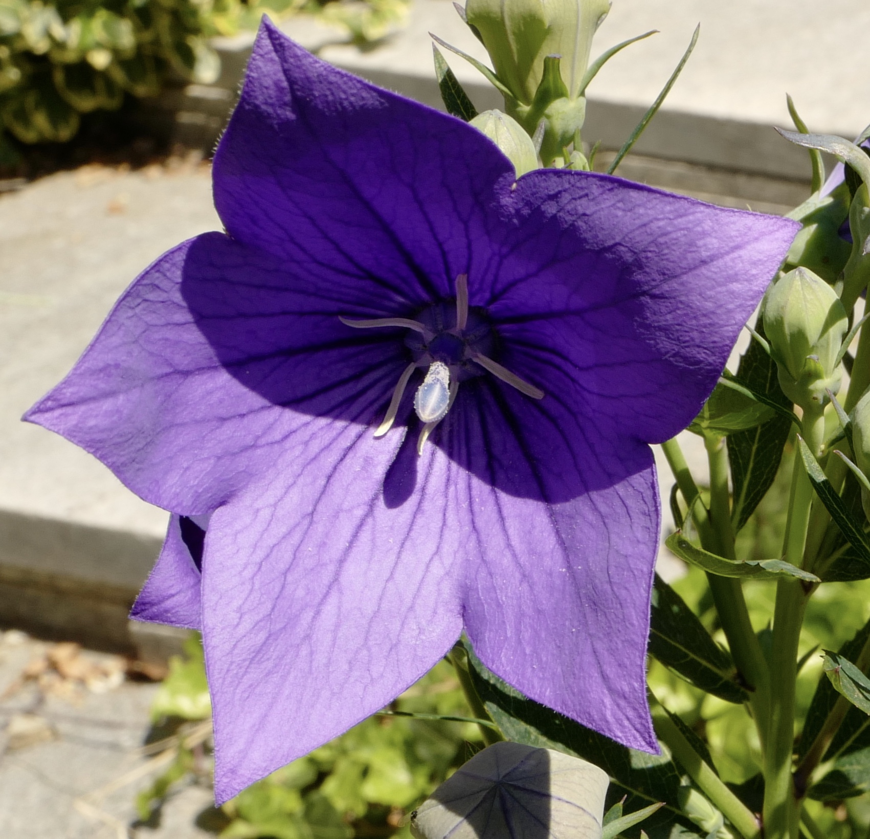Fiore
