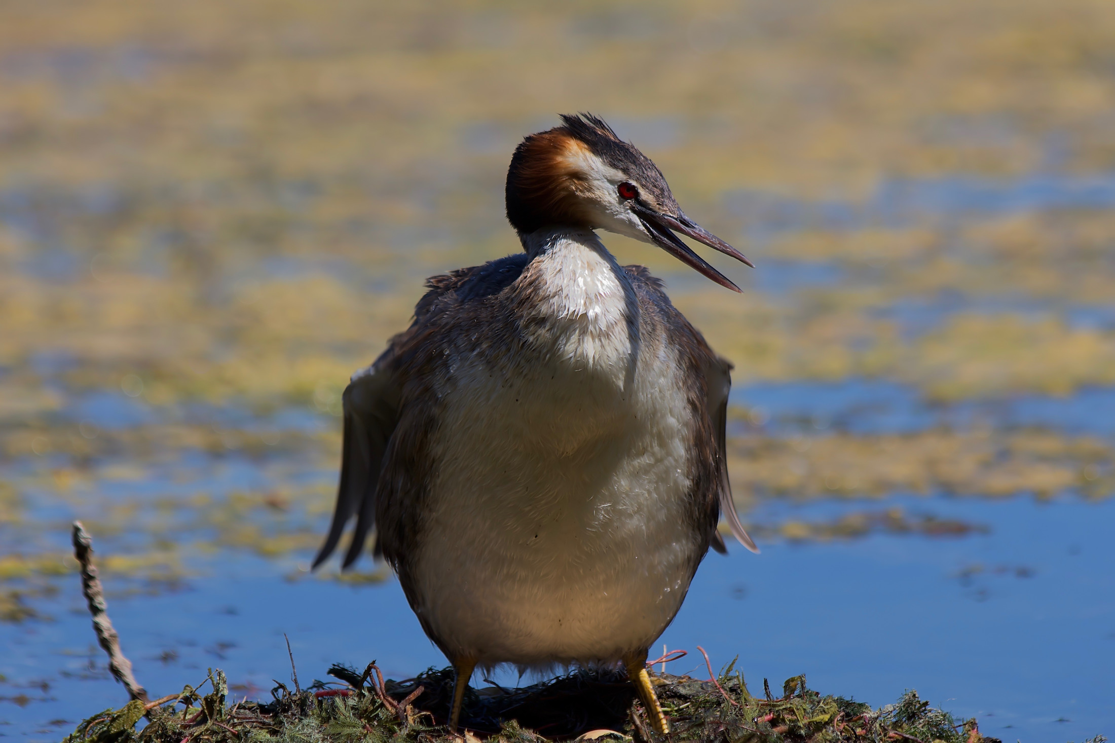 Grebe Major