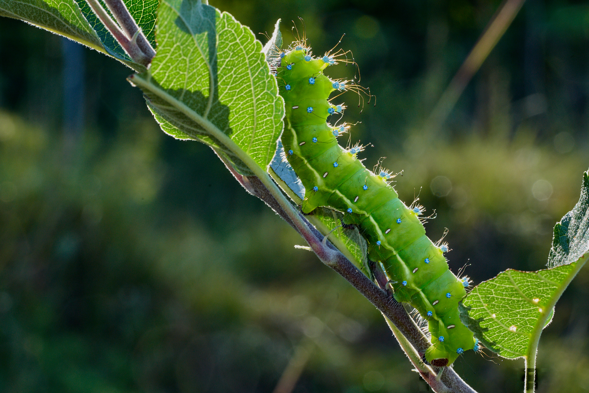Un diavolo per ca....pelo....
