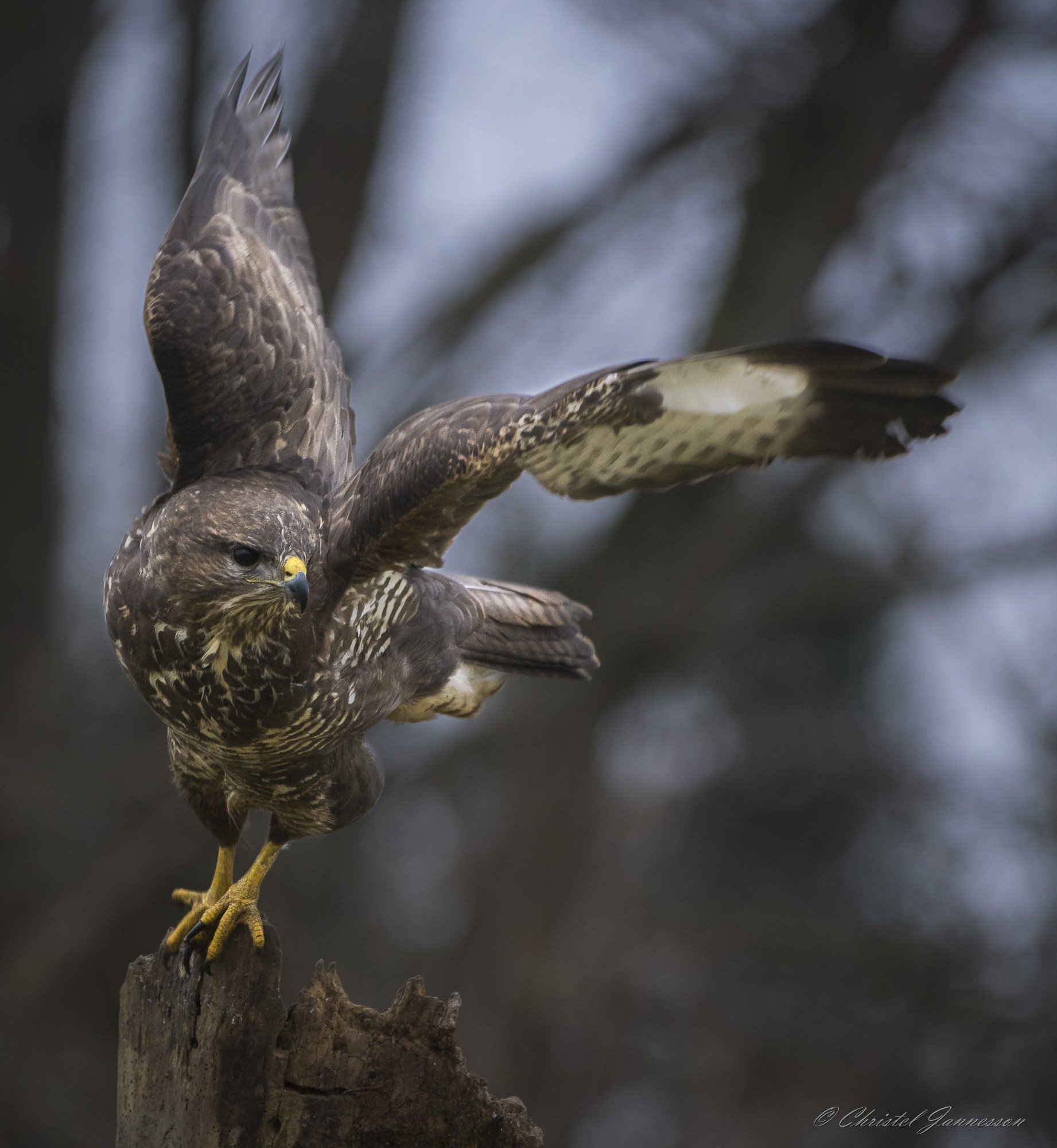 Buzzard EU (Buteo Buteo) - towards new goal
