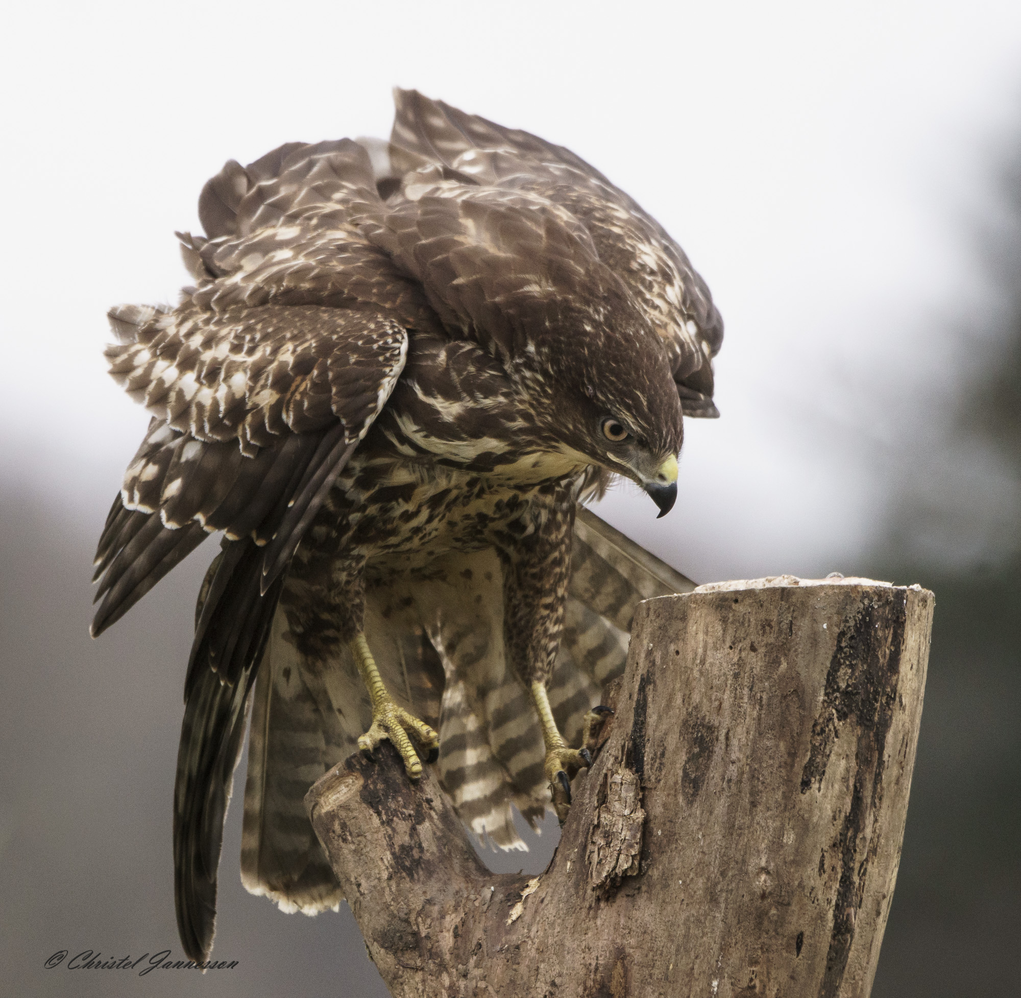 Buzzard EU (Buteo Buteo) - do not come close