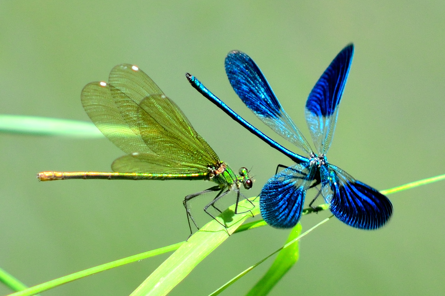 Dragonflies