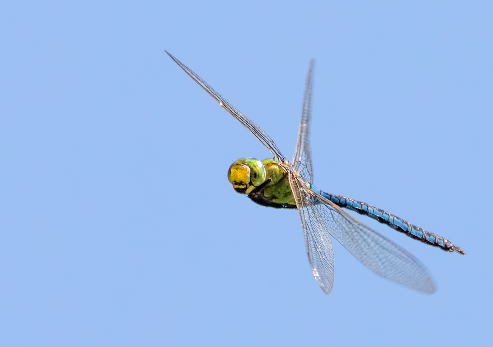 DragonFly in flight
