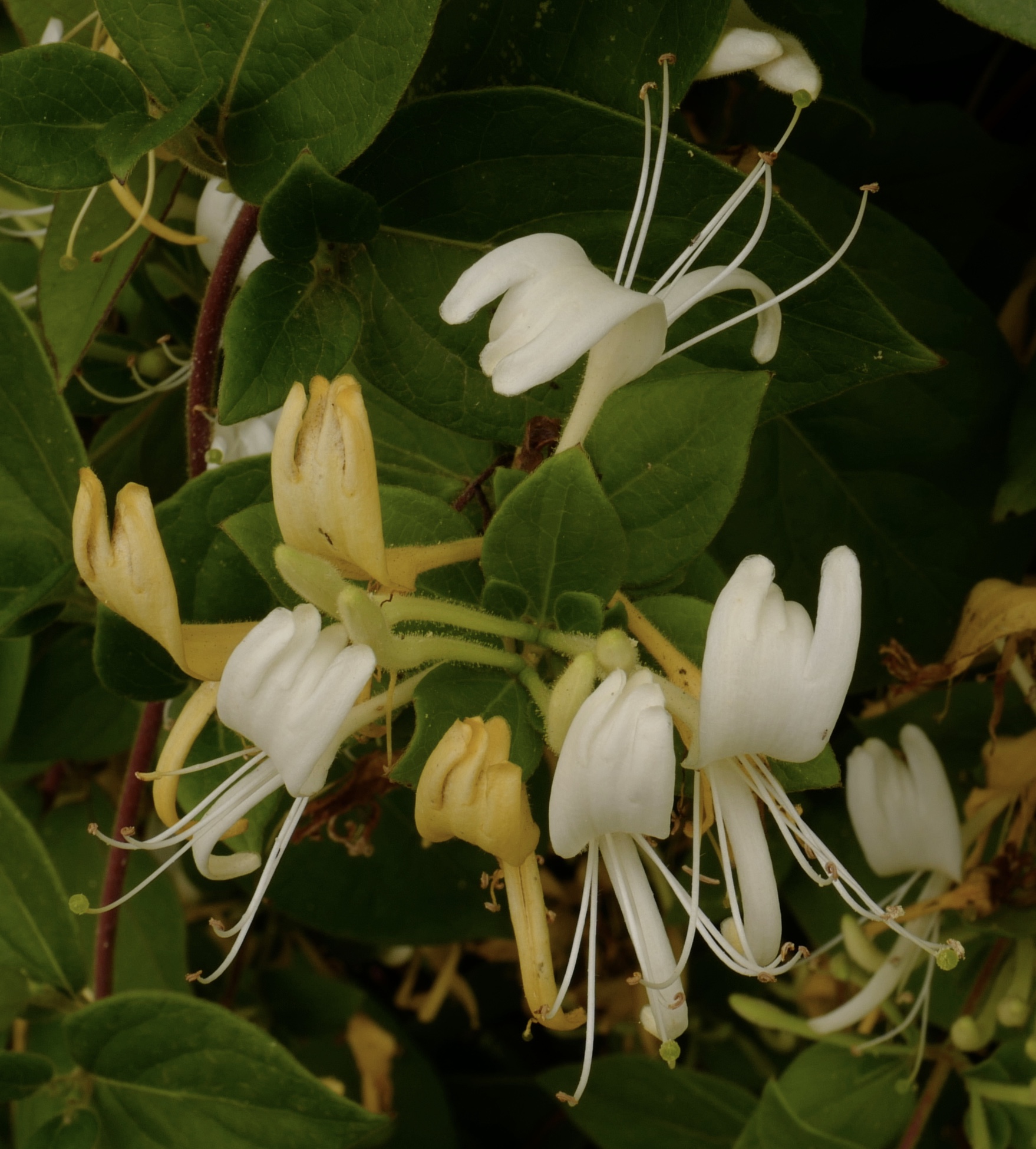 Estate profumata