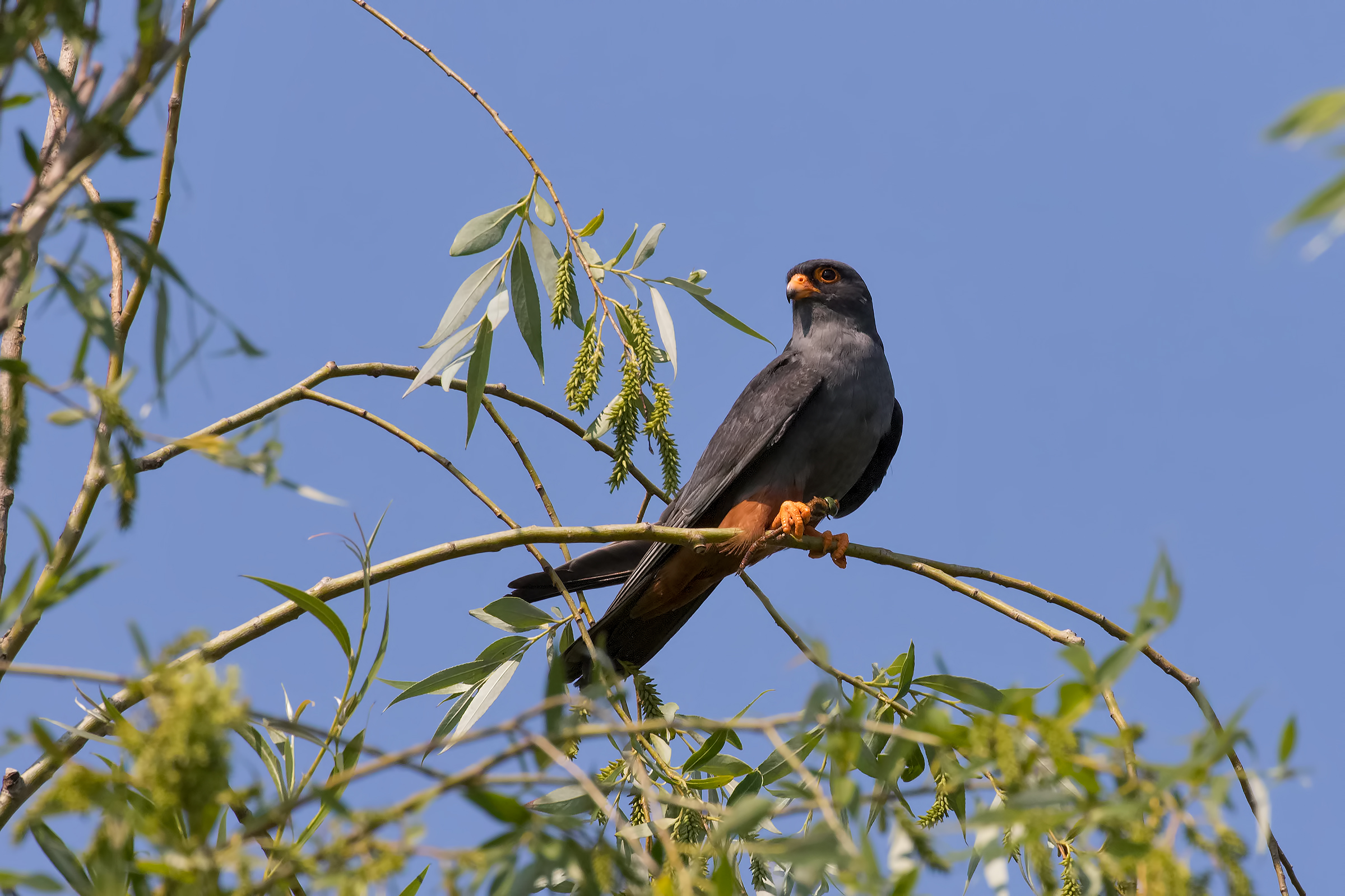 Falcon Cuckoo
