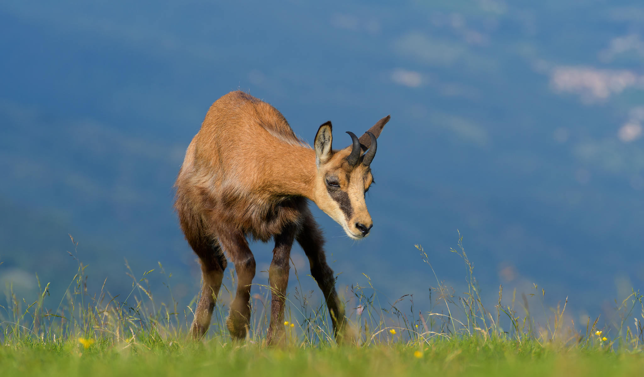 Chamois