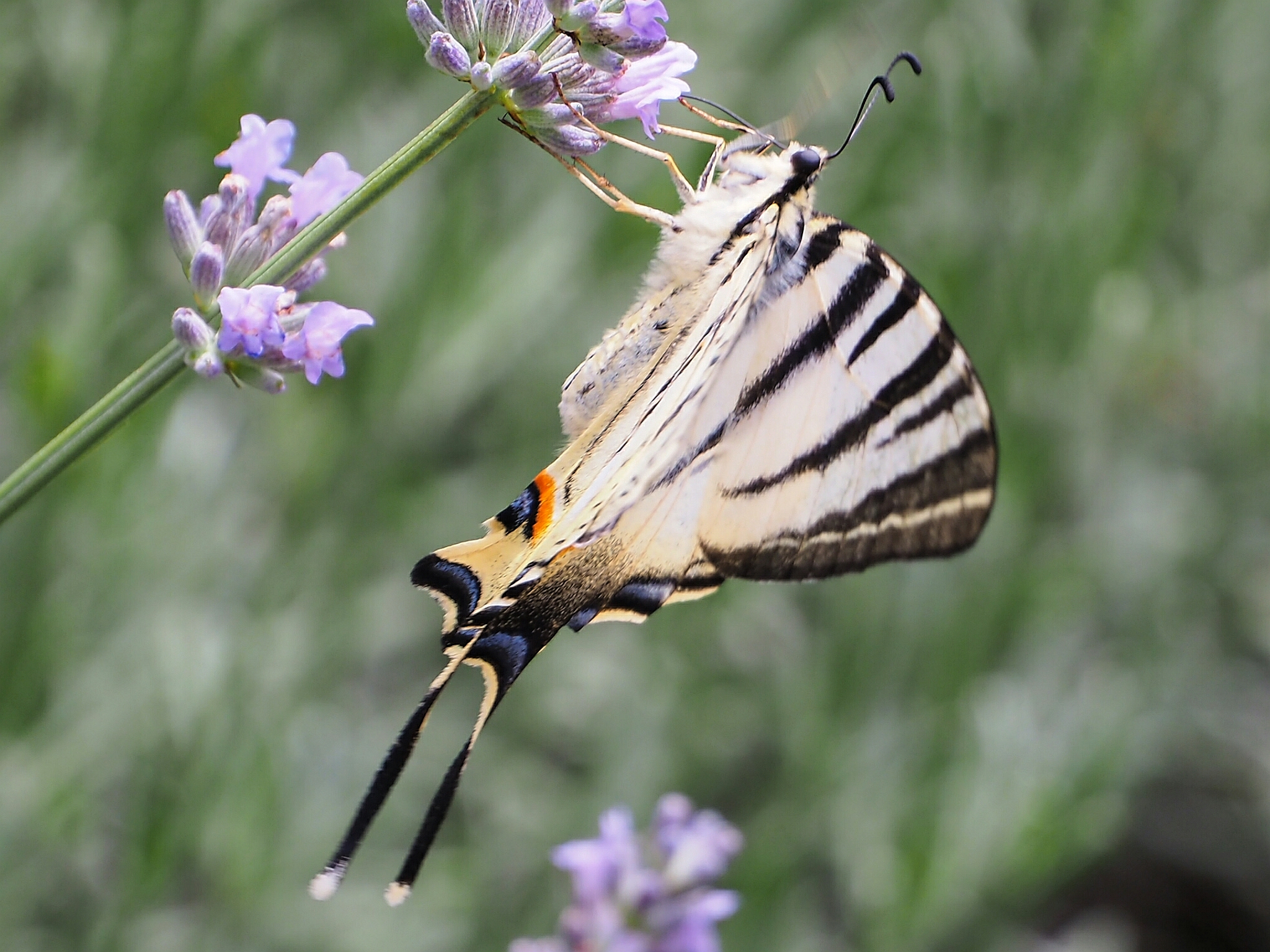 Swallowtail