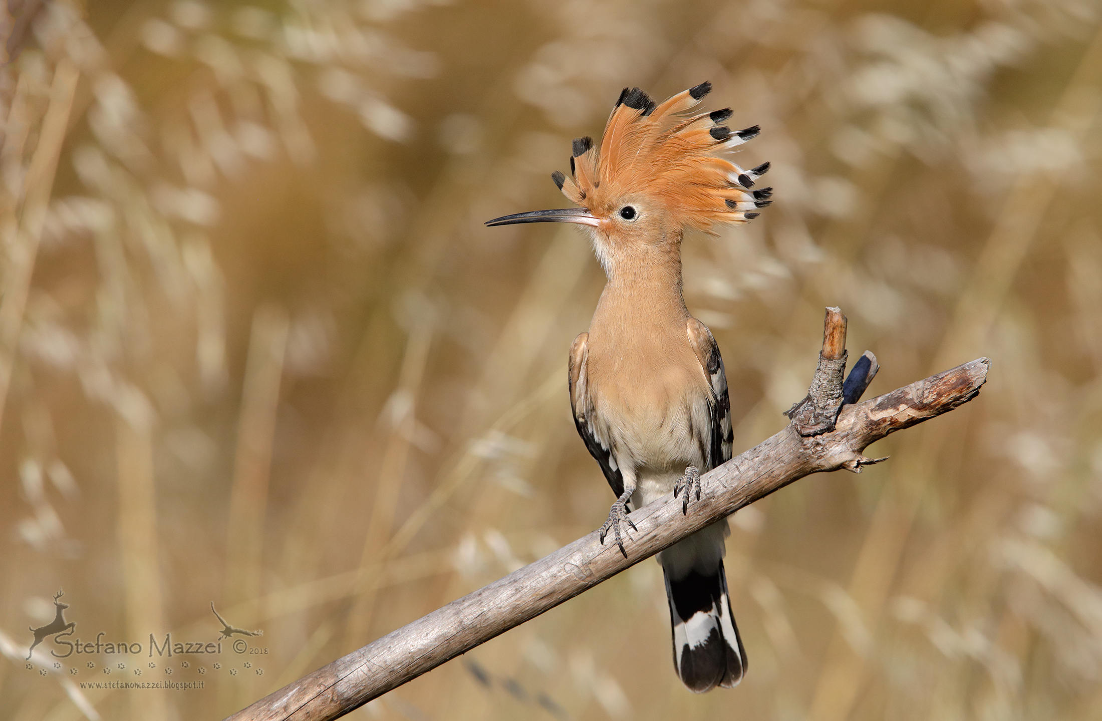 Hoopoe portrait