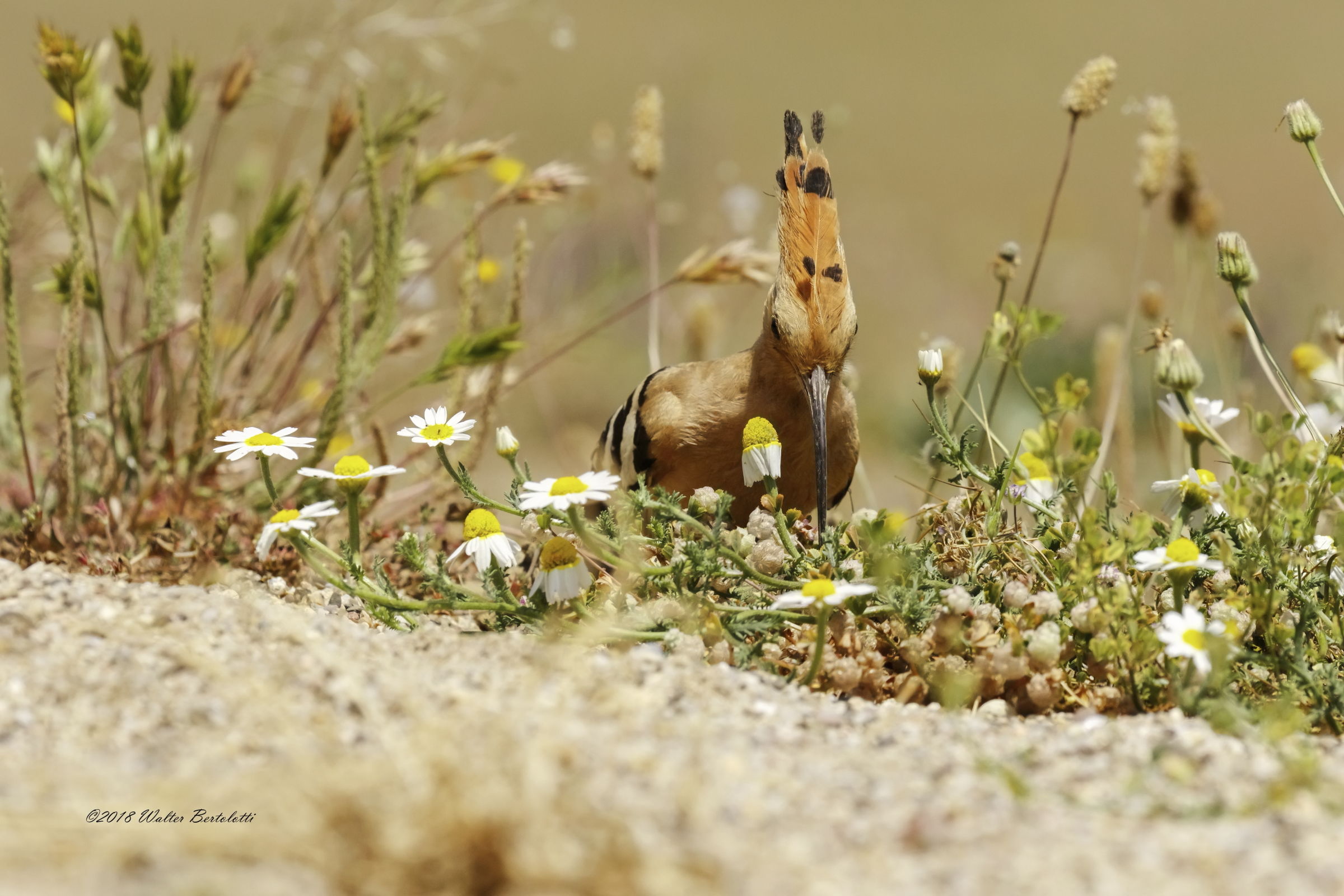 Hoopoe in hunting