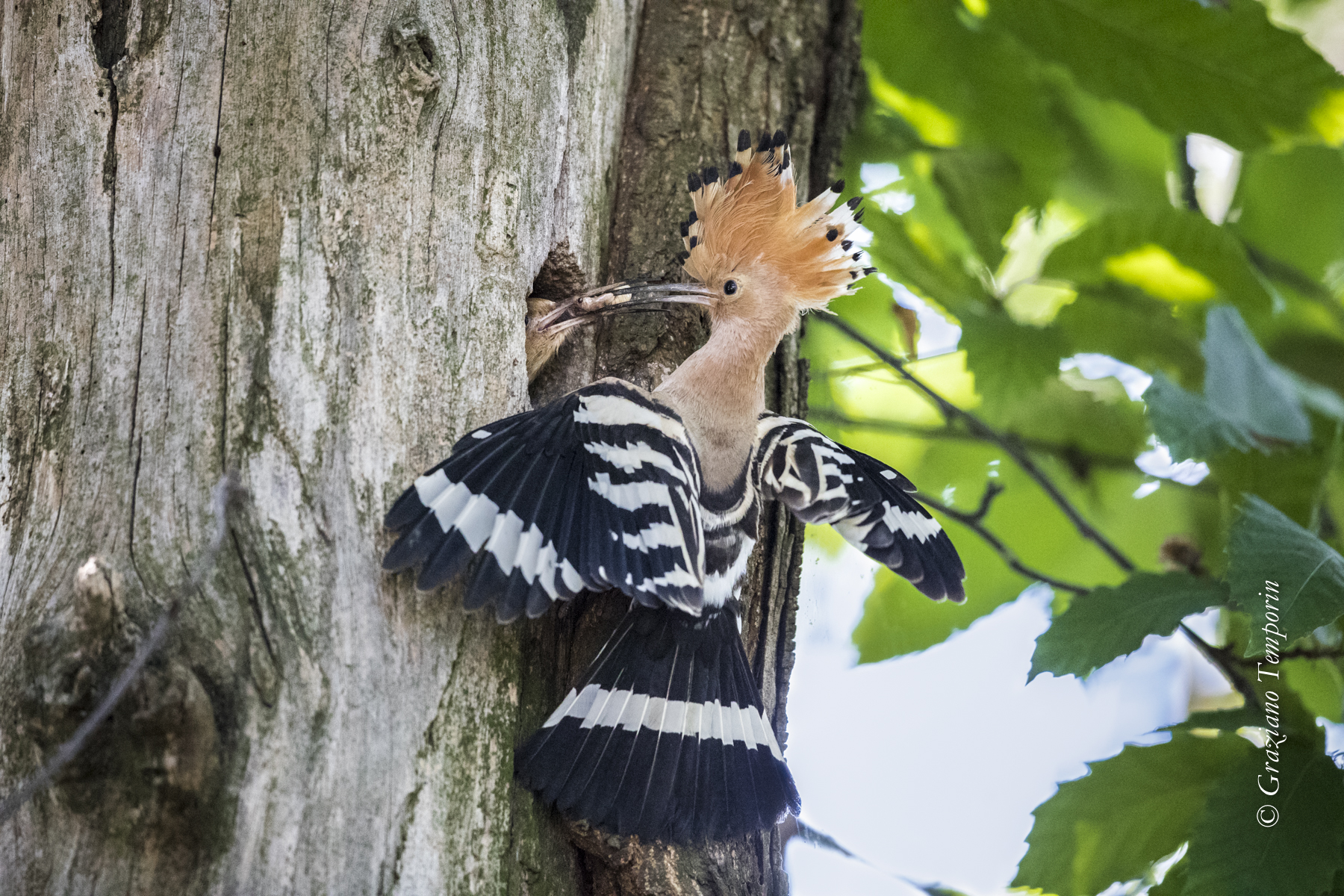 Hoopoe